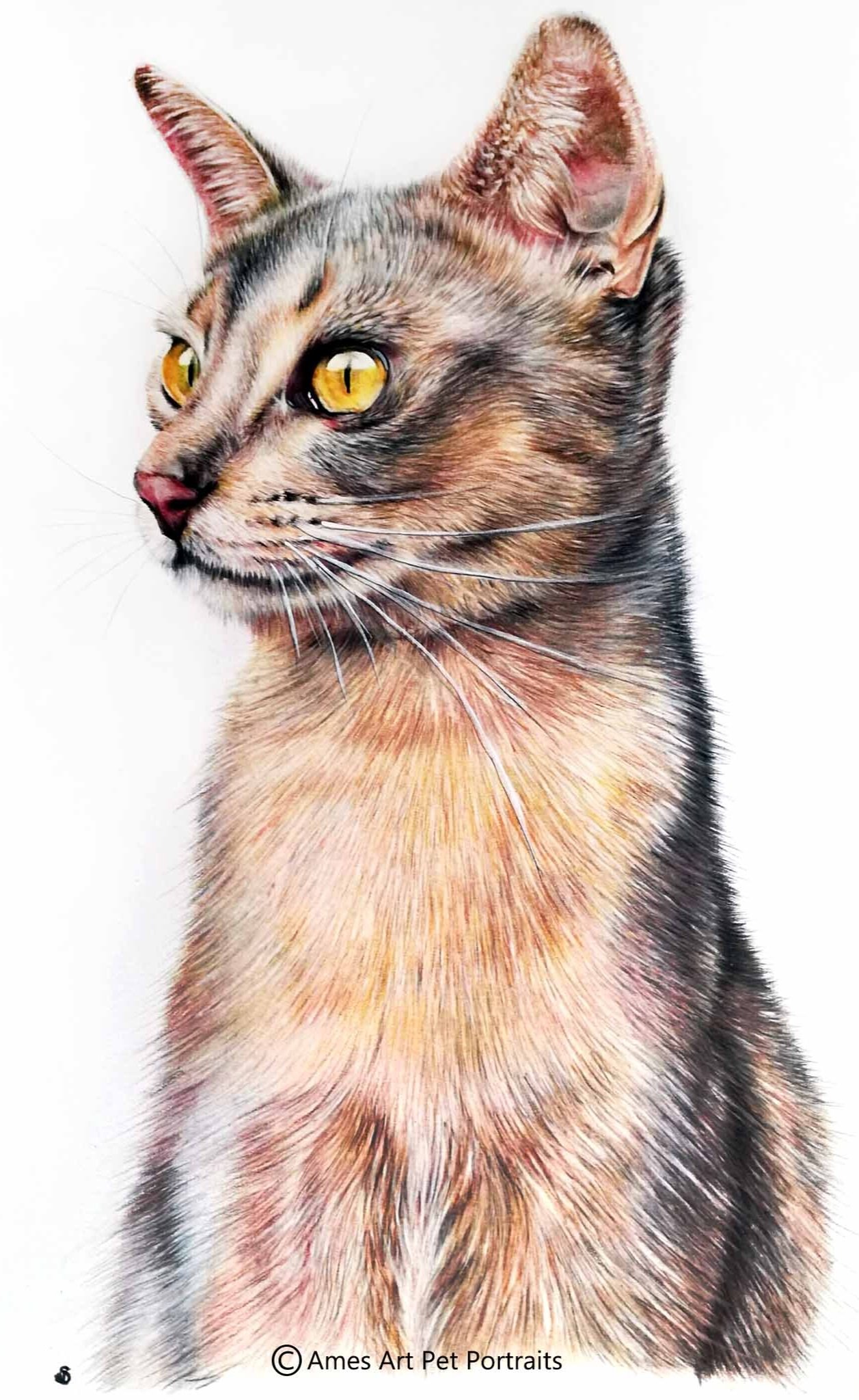 Drawing of Storm the cat with yellow eyes from Sydney Australia (Copy)