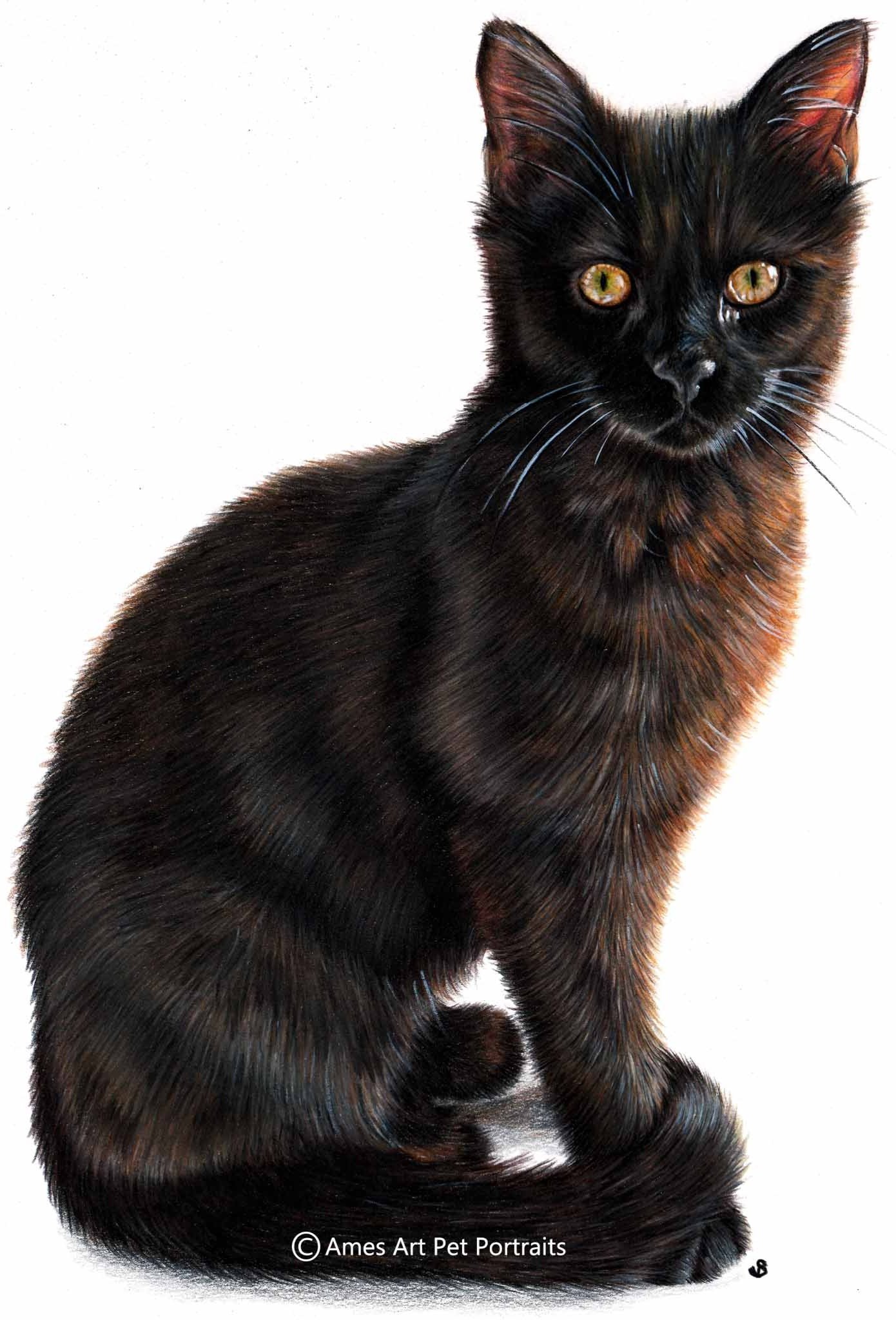 Drawing of Gargen the dark brown cat with yellow eyes from Ireland (Copy)