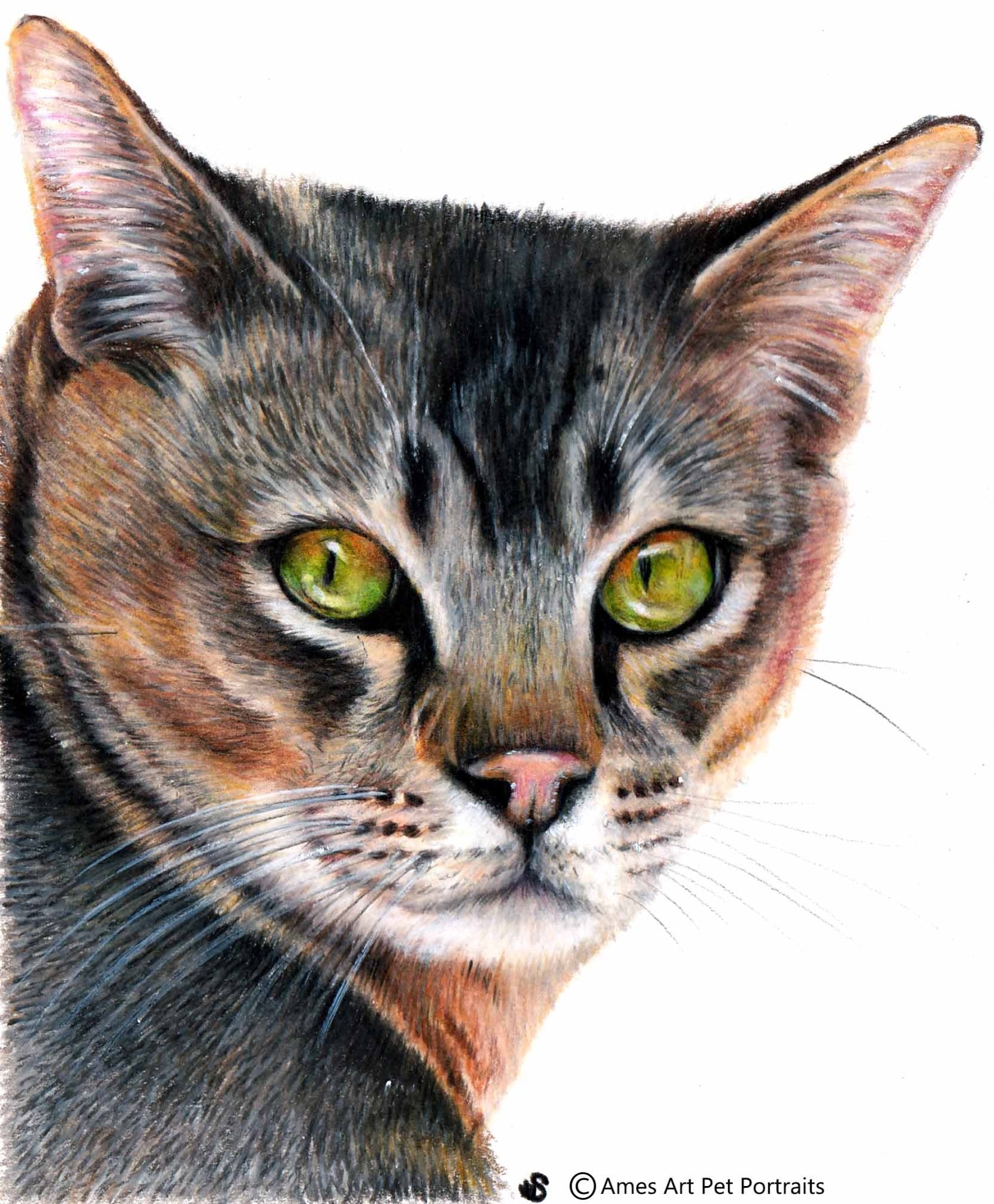 Drawing of Makwela the cat from Sheffield, UK (Copy)