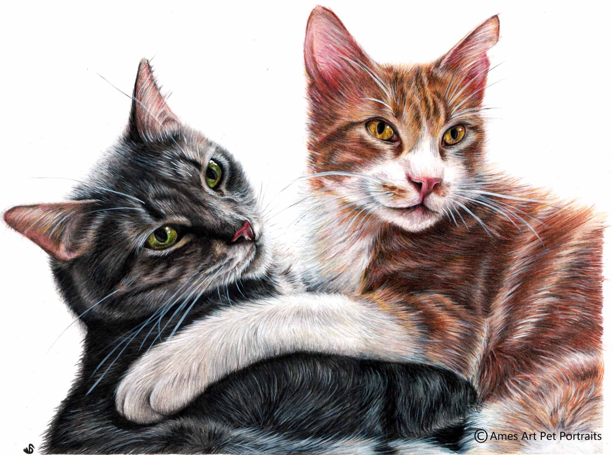 Drawing of Junior & Jack the two tabby cats cuddling from Spain (Copy)