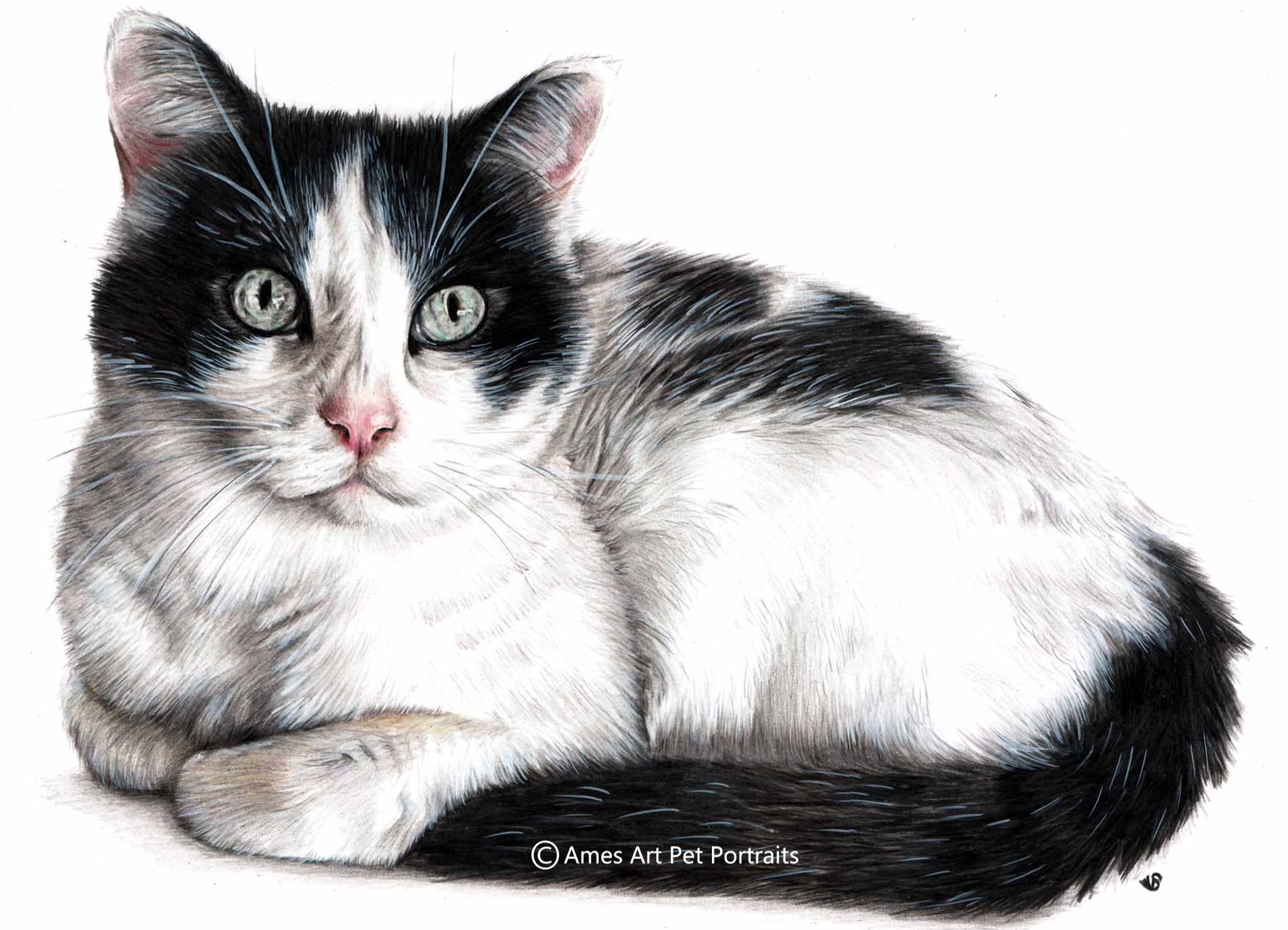 Drawing of Oreo the black and white cat from New Mexico, USA (Copy)