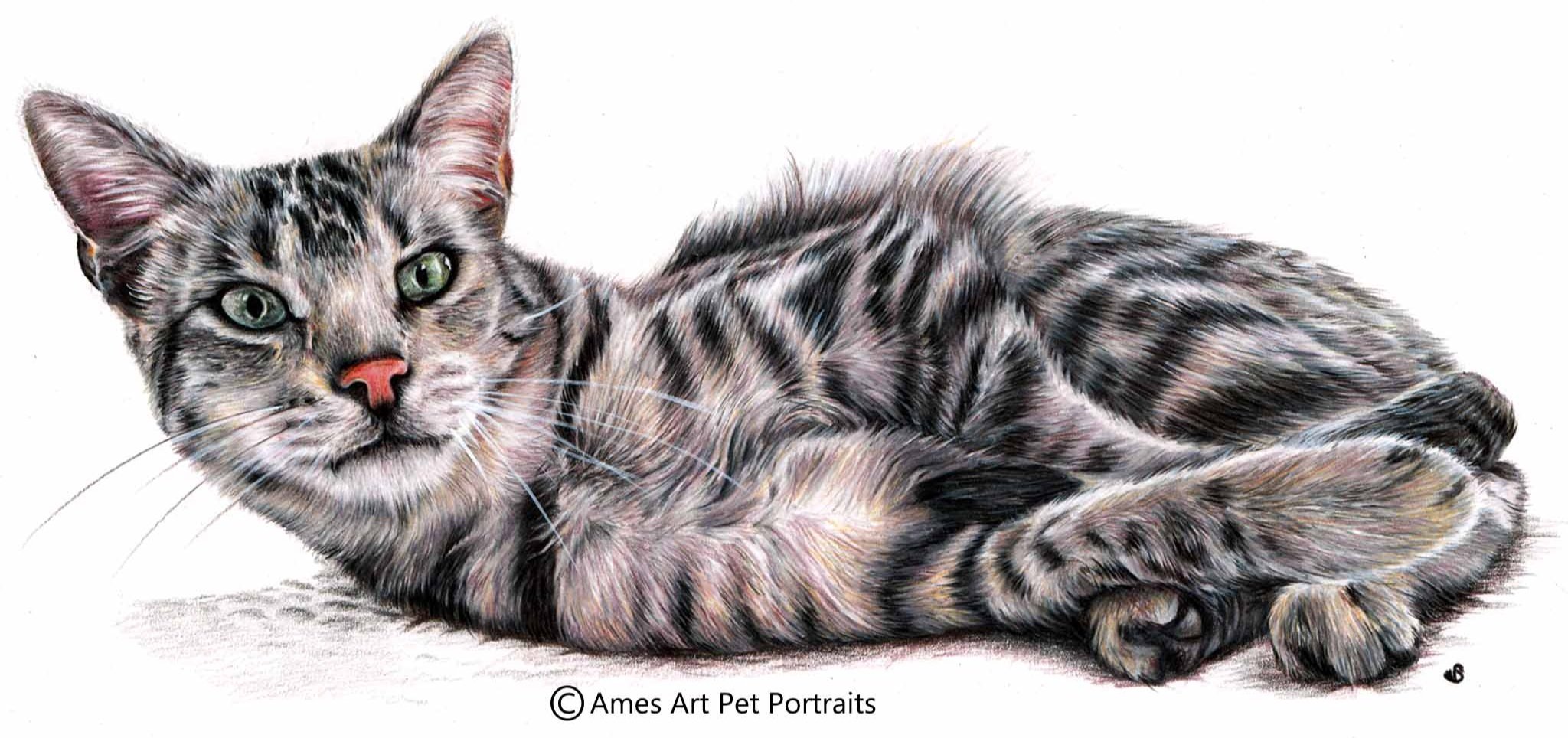 Drawing of Jarhar the silver tabby cat from Utah, USA (Copy)