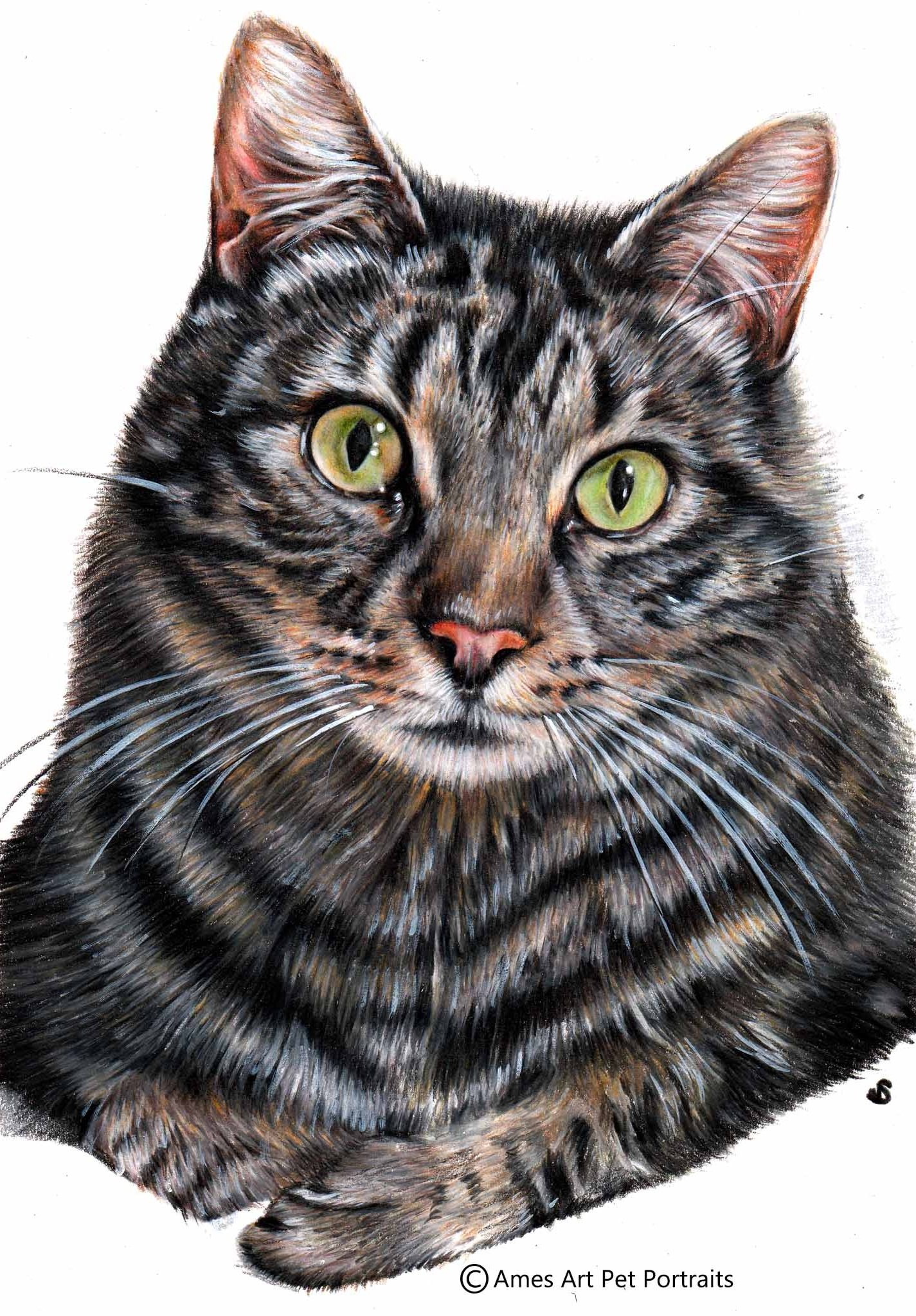 Drawing of Cooper the tabby cat from South Australia (Copy)