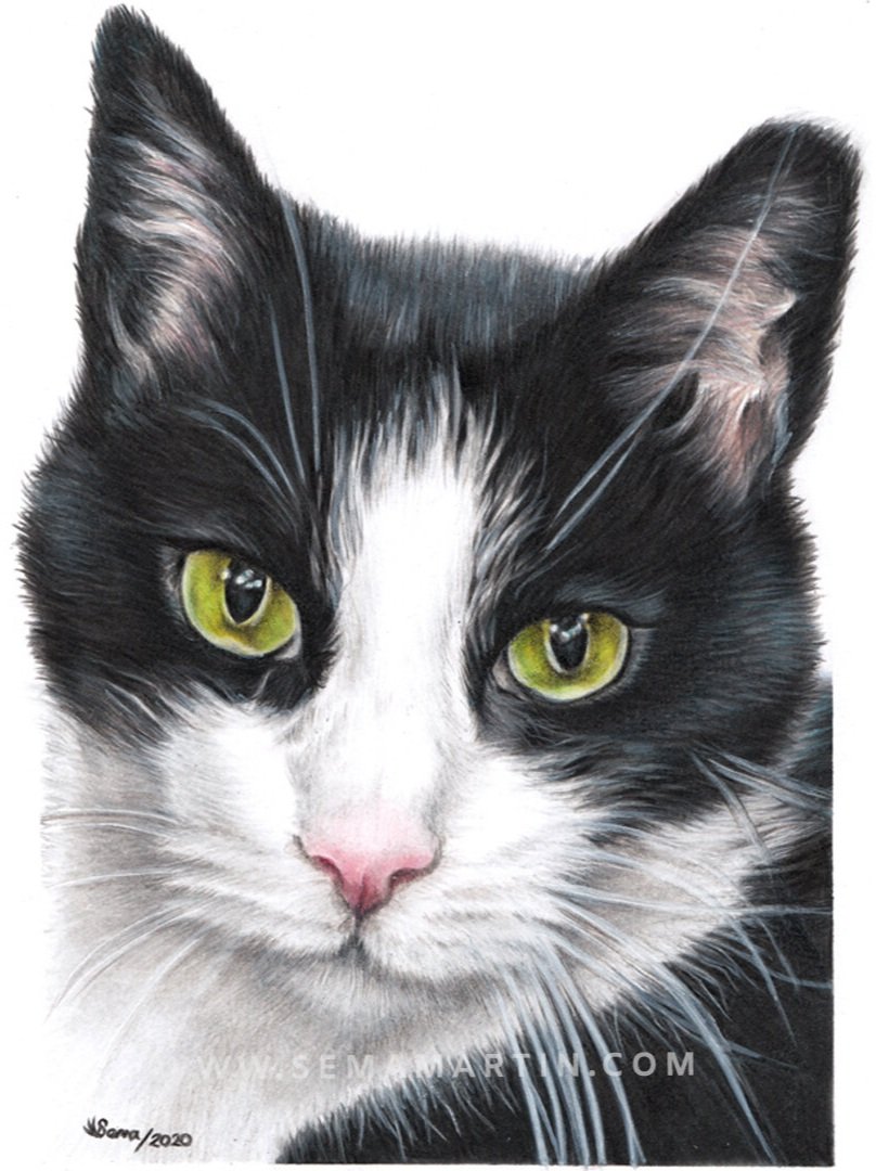 Drawing of Pepe the black and white tuxedo cat from Tennessee, USA (Copy)