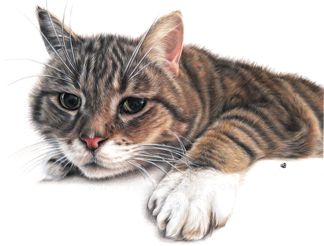 Drawing of Kura the tabby cat from New York, USA (Copy)