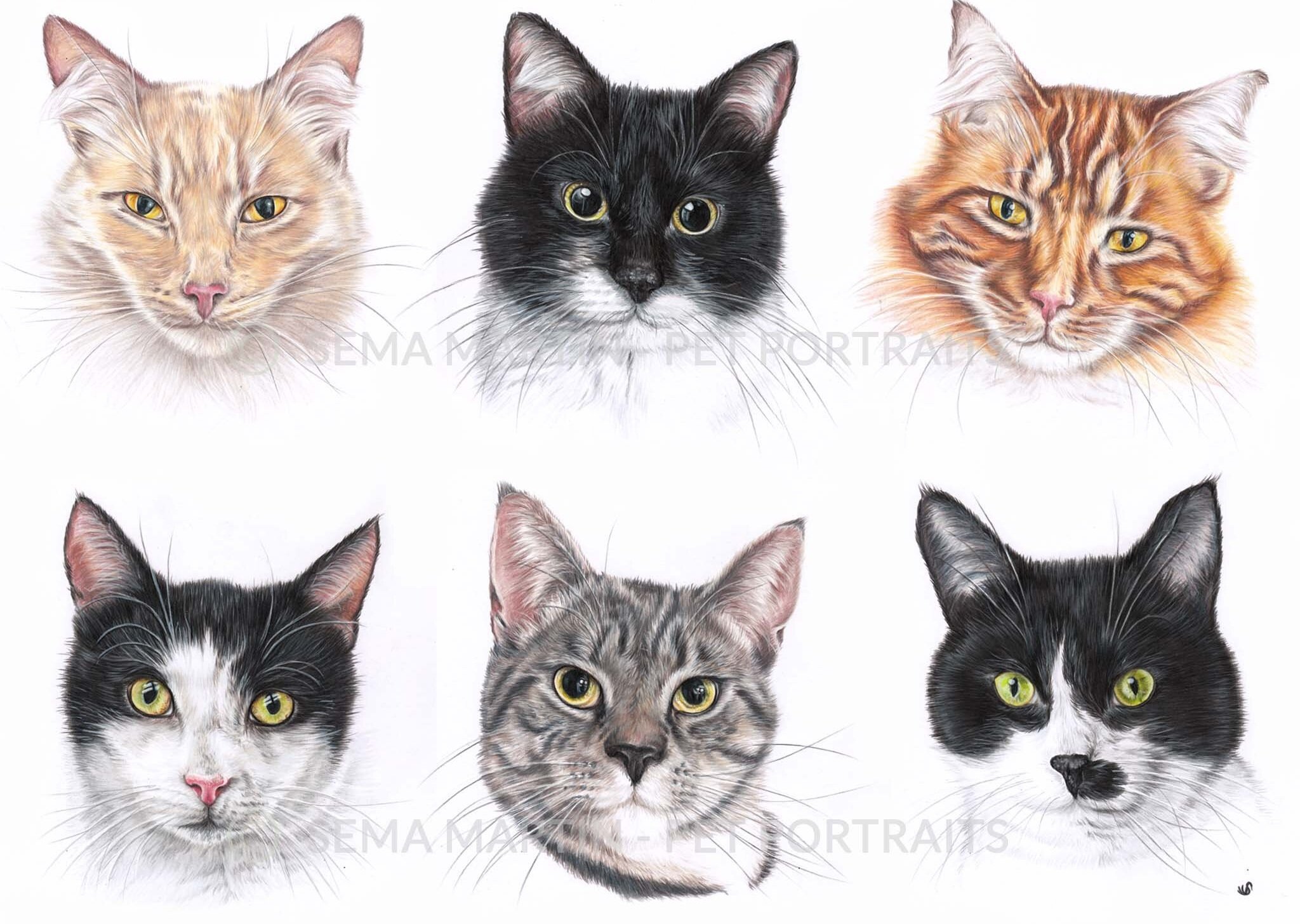 Drawing of six cats on one page including two ginger tabby cats and one silver tabby cat and three black and white cats from Massachusetts, USA (Copy)