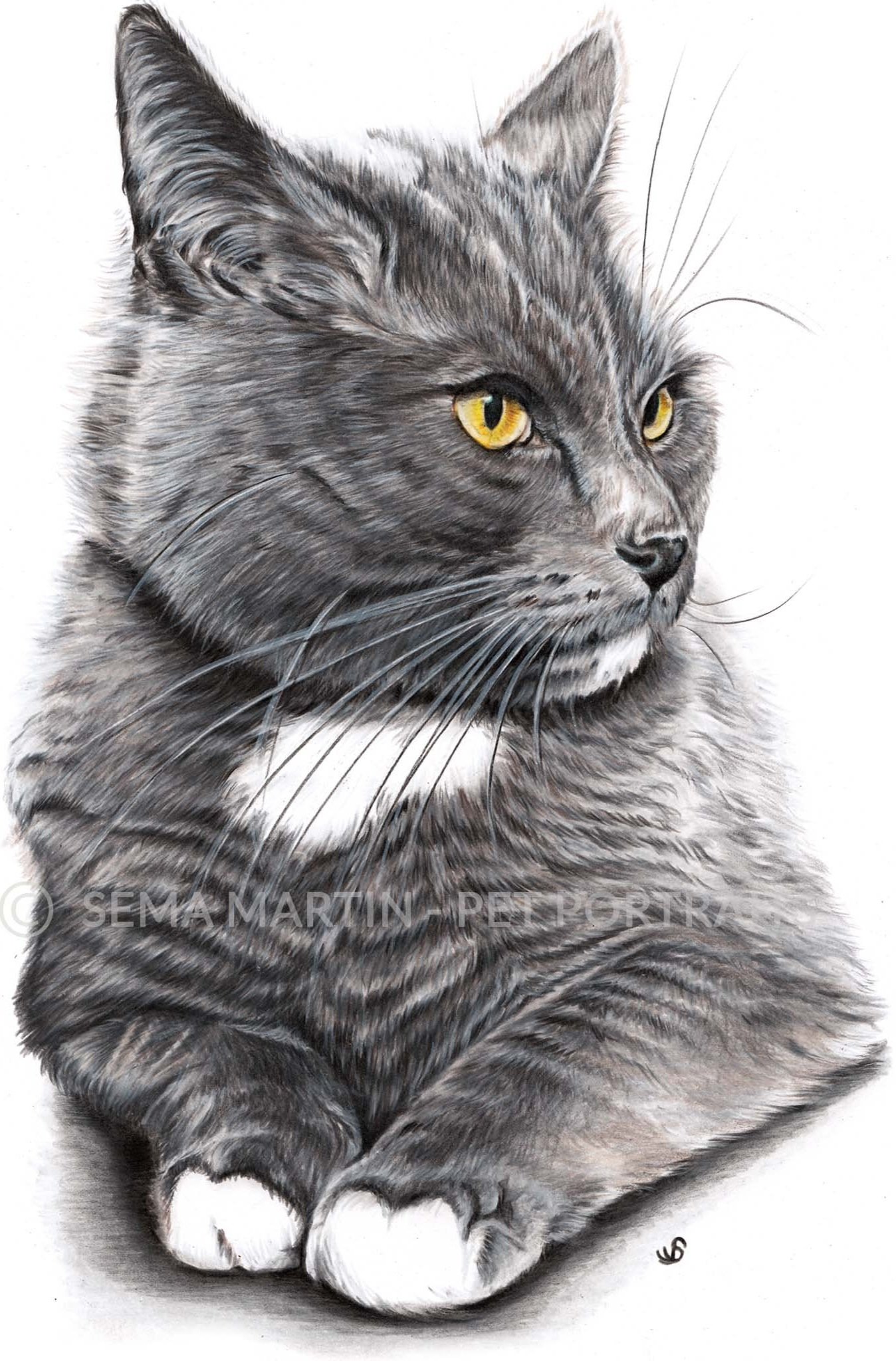 Drawing of Neo the chartreux cat with yellow eyes from Belgium (Copy)