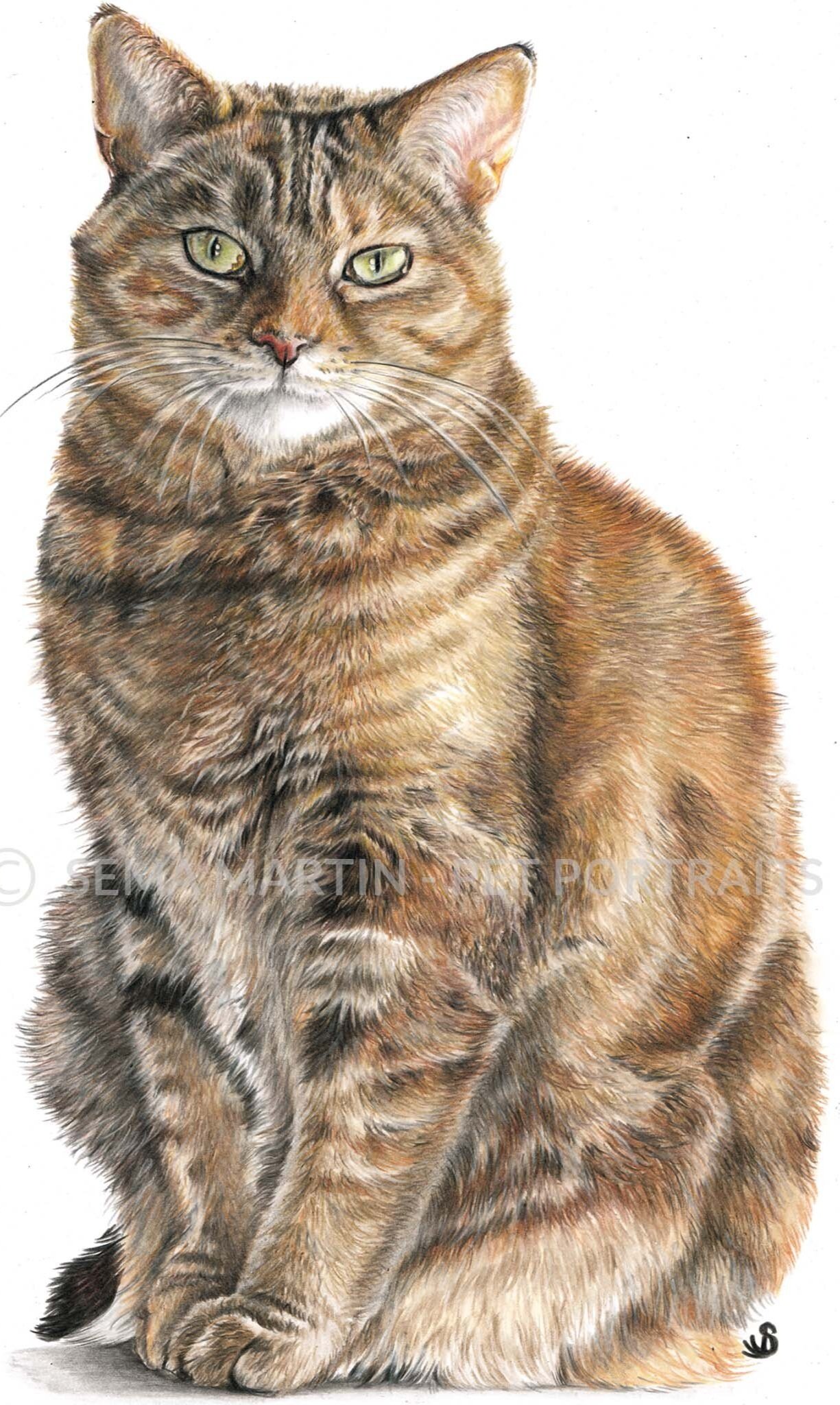 Drawing of Sweetie the golden tabby cat with yellow eyes from Alabama, USA (Copy)