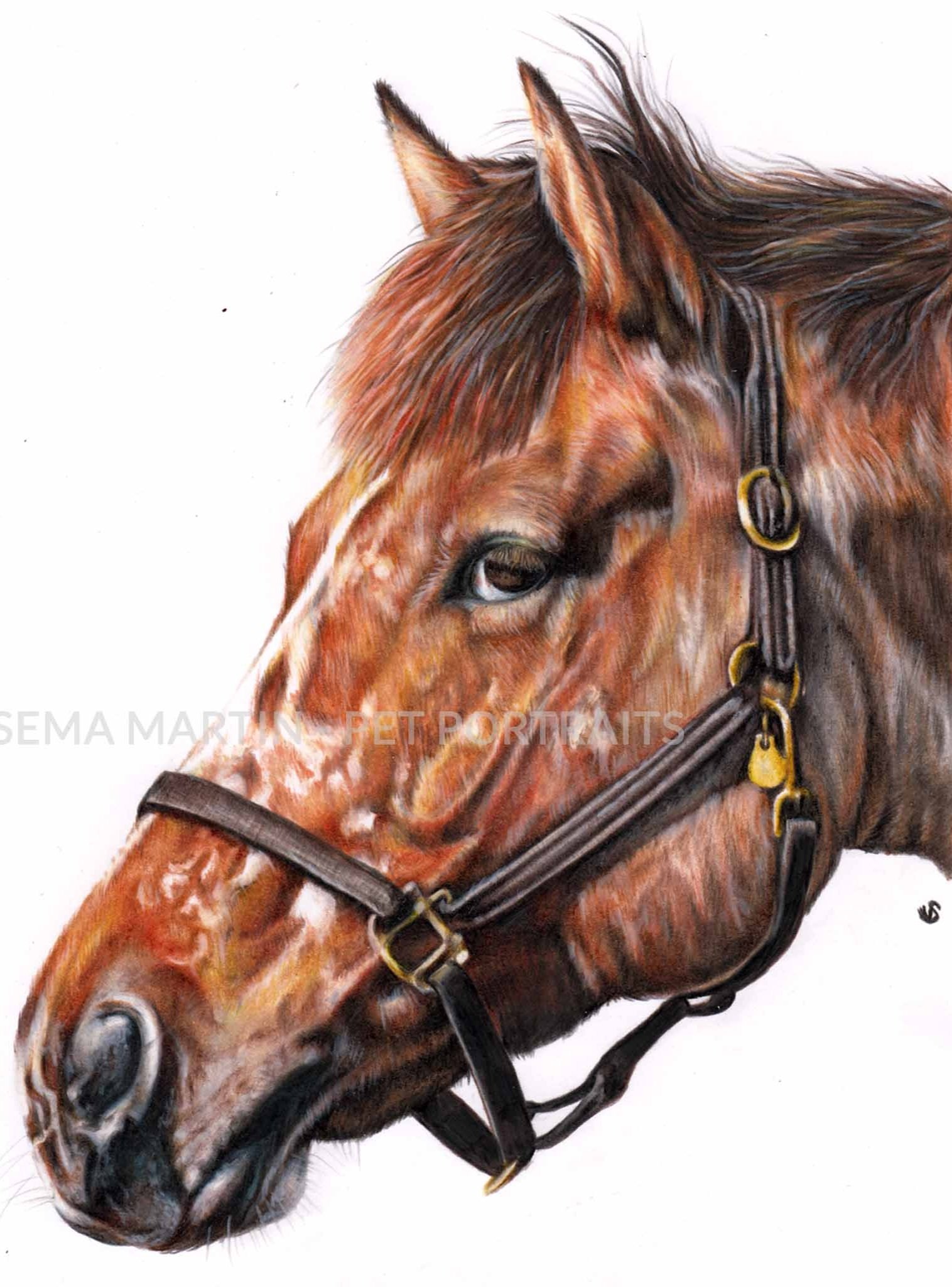 'Snuffy' - USA, 8.3 x 11.7 inches, 2018, color pencil equestrian portrait (Copy)