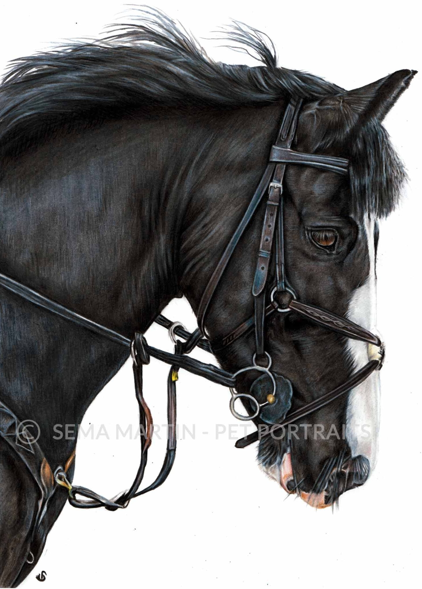 'Billy' - UK, 8.3 x 11.7 inches, 2018, Colour Pencil Horse Portrait by Sema Martin (Copy)