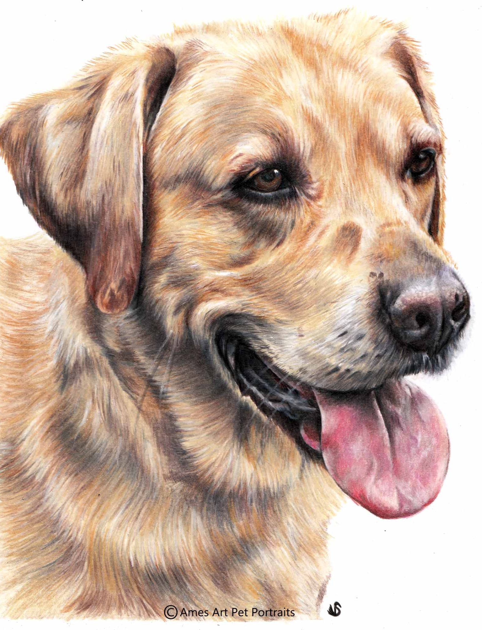 'Oscar' - UK, 8.5 x 11.7 inches, 2017, Colour Pencil Dog Portrait (Copy)