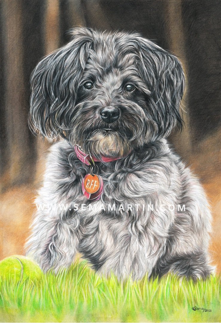 Mocha the Schnoodle portrait, large 11.7 x 16.5 inches (Copy)