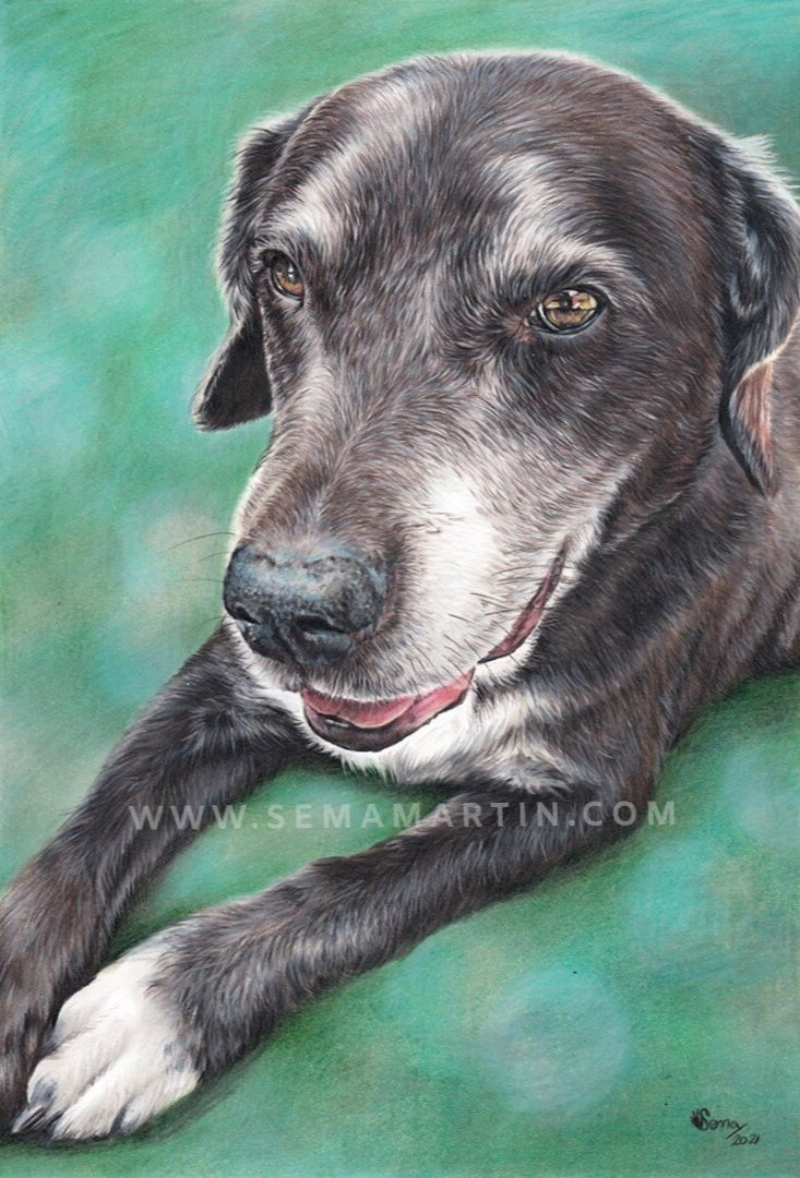 Drawing of Chessie the chocolate Labrador crossed with a Staffordshire bull terrier from Newport, UK (Copy)