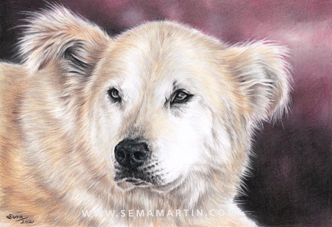 Drawing of Lillie the American Eskimo dog from Canada (Copy)