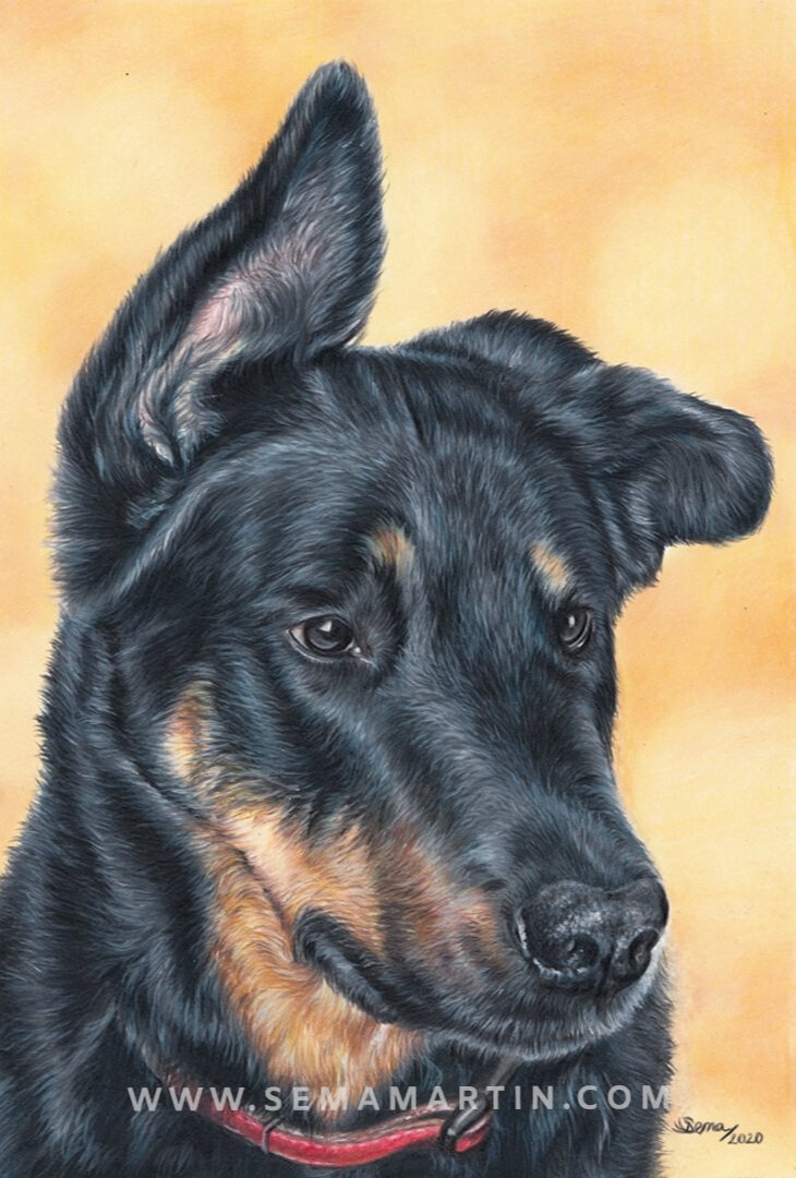 Realistic Custom Drawing Commission of Dexter the Beauceron with a yellow background from a photo in teh UK by Sema Martin (Copy)