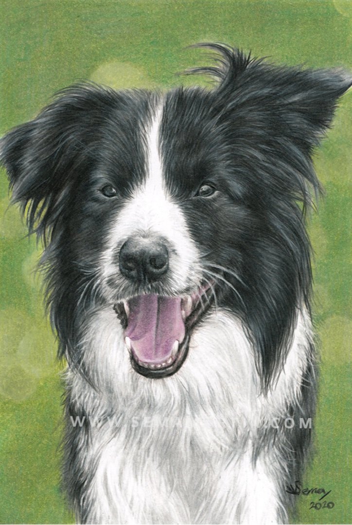 Realistic Custom Drawing of Scooby the border collie with a green background from a photo in the UK by Sema Martin (Copy)