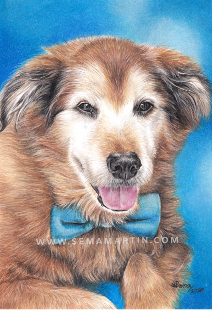 Realistic Custom Drawing Commission of Sebastian the terrior mix with a bow tie and a blue background from a photo in California, USA by Sema Martin (Copy)