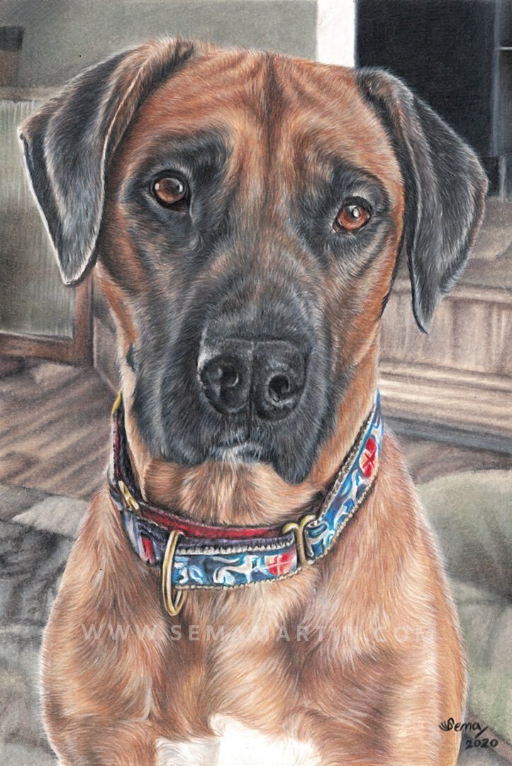 Realistic Custom Colour Pencil Drawing Commission of a Rhodesian Ridgeback from a photo in USA by Pet Portrait Artist Sema Martin (Copy)