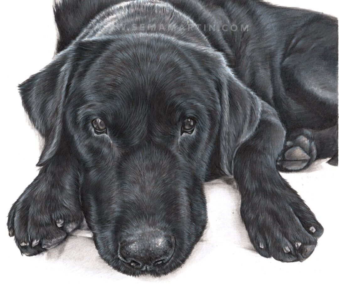 Buddy - Black lab, 8.3 x 11.7 inches, UK, 2020 (Copy)