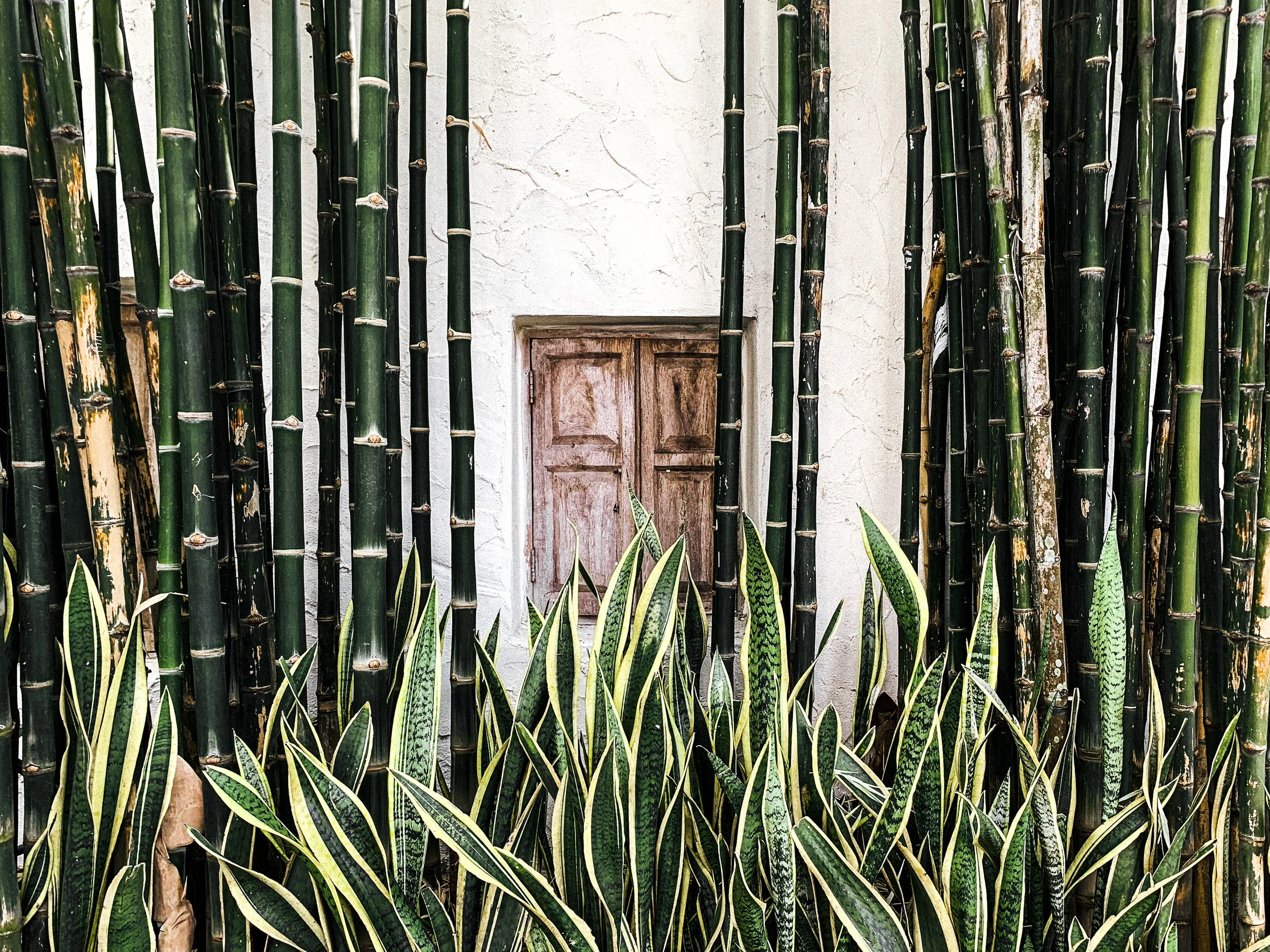 greenery at the spa