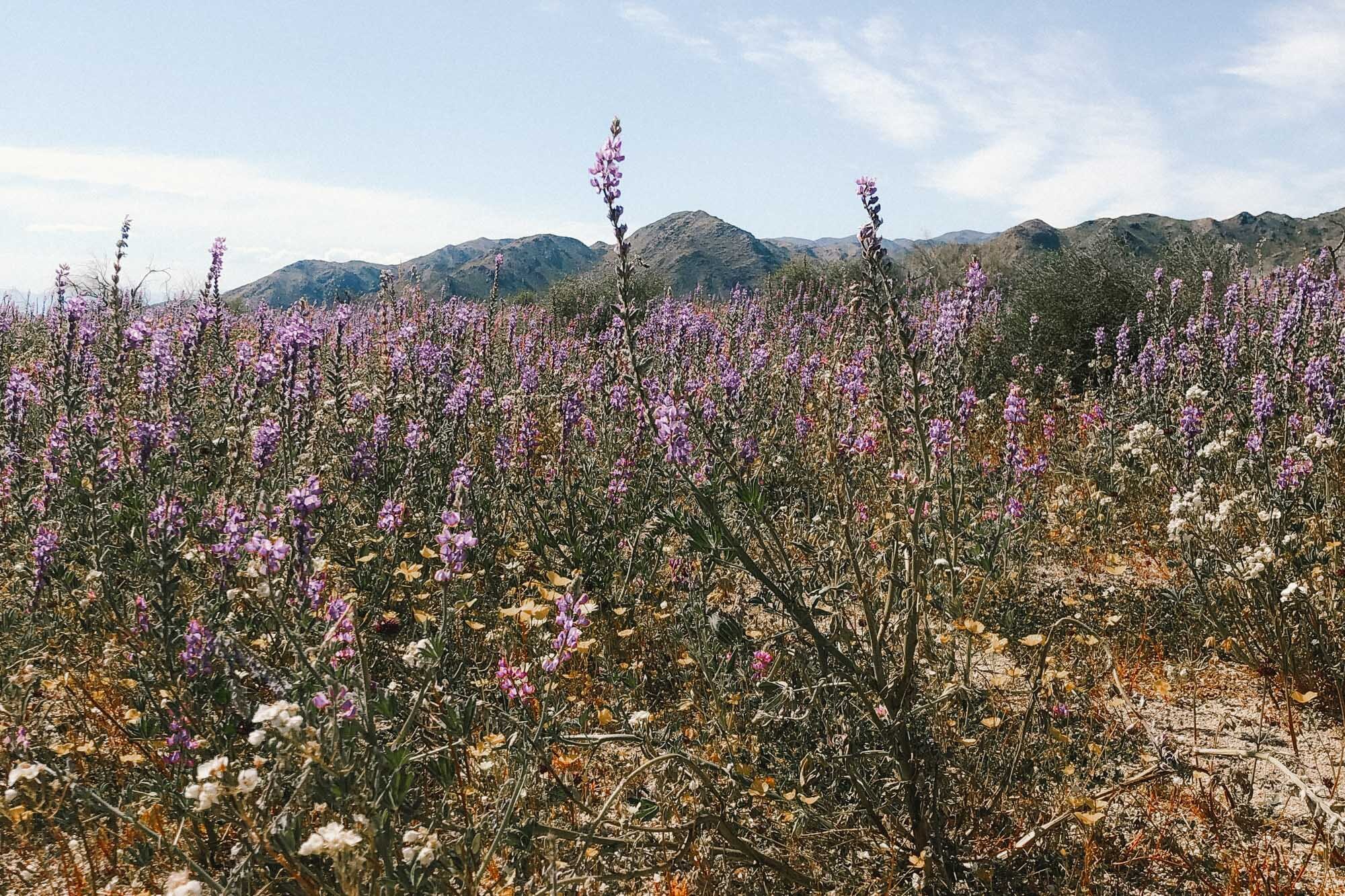 The Super Bloom Spectacle