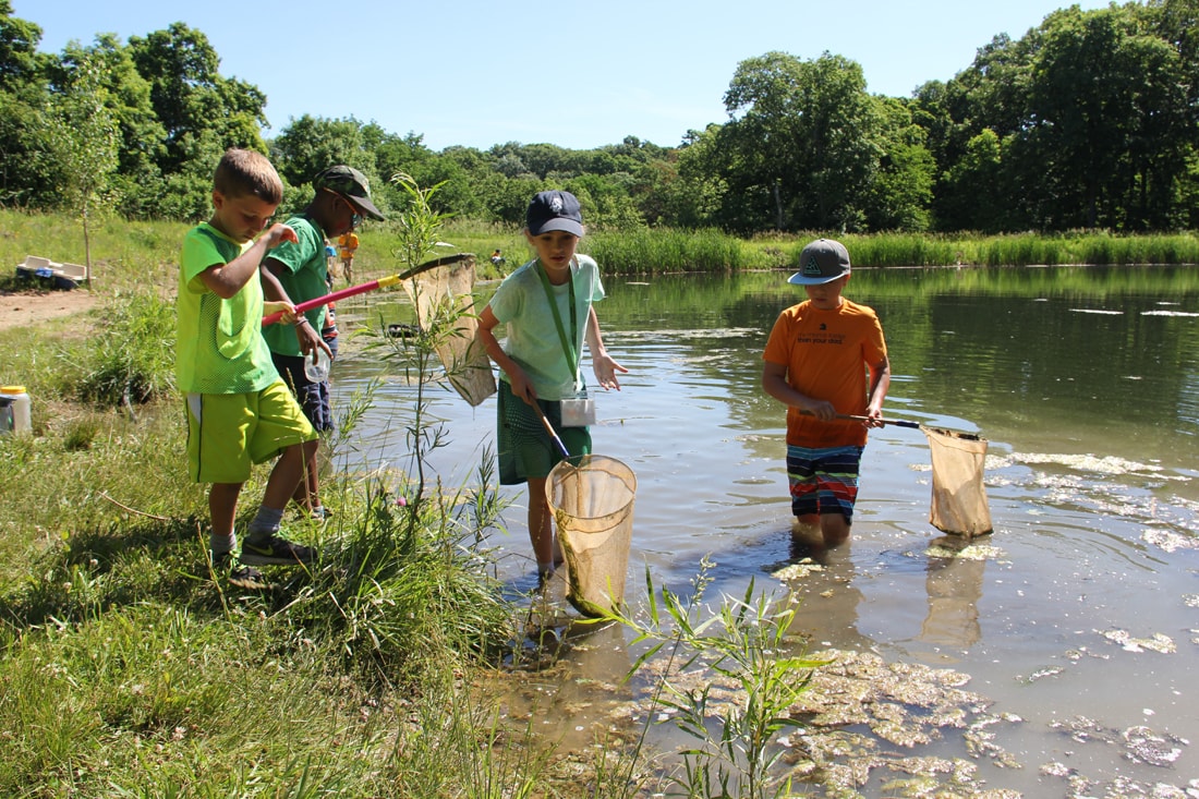 Freshwater Marsh