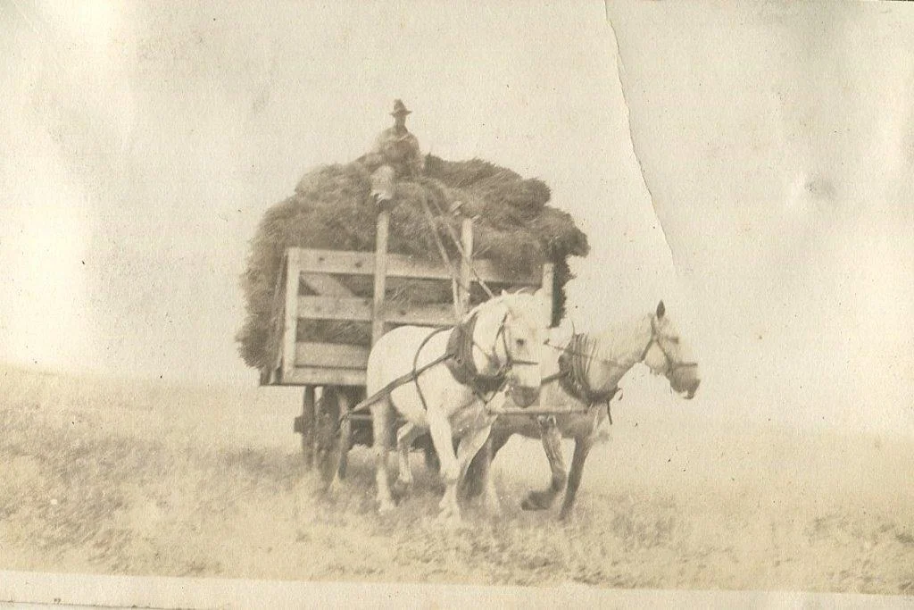 Tanglebank-farms.jpg