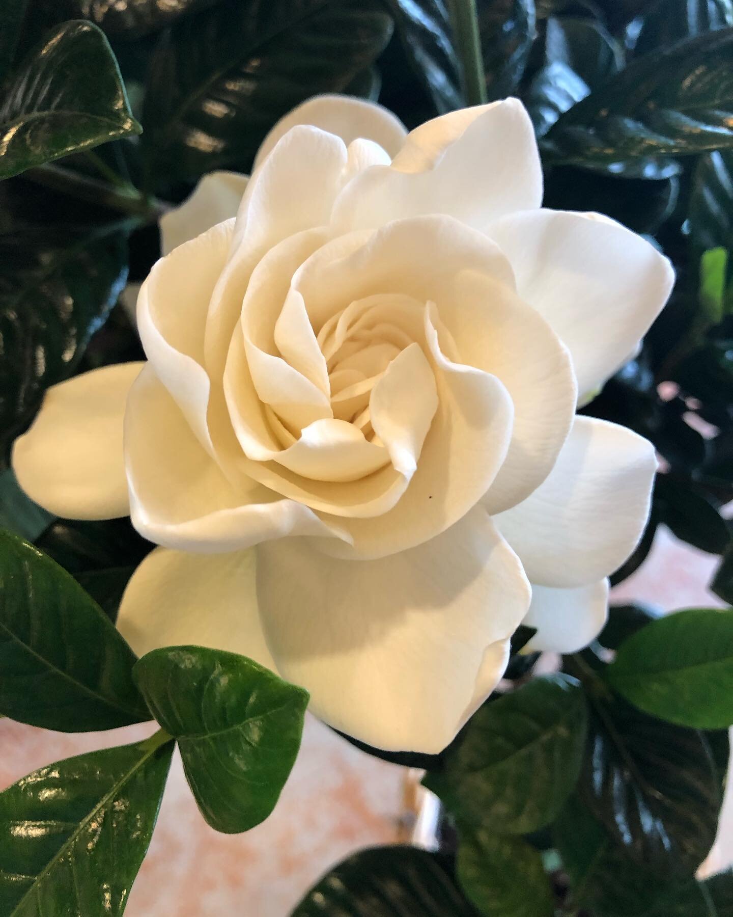 Ohhh if pictures could only capture the fragrance on this gorgeous Gardenia standard. 
.
.
.
.
.
#fragrance #gardenia #gardenlove #perfume #shiny #gardensgreatorsmall #containergardening #gardensattanglebank #gardensbc #gardensofthefraservalley #gard