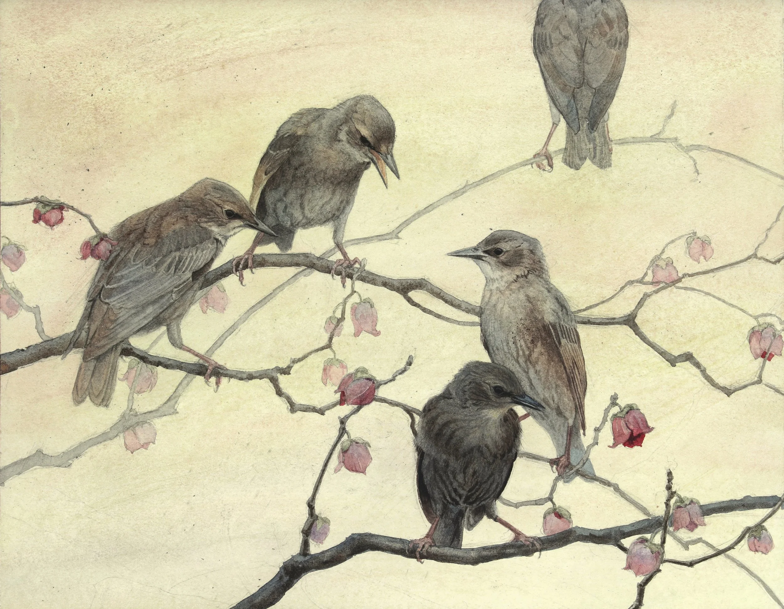 European Starlings.jpg