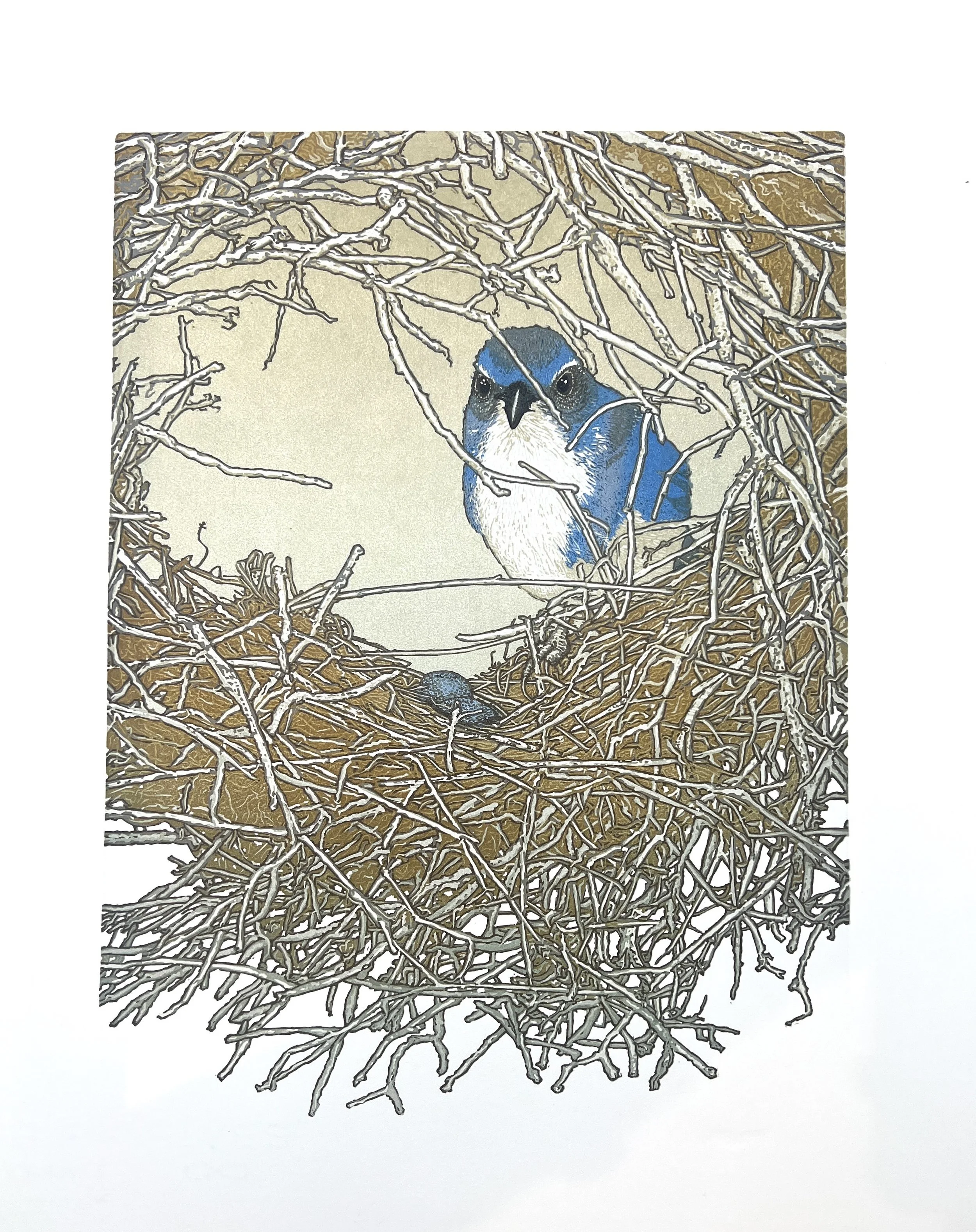 Scrub-Jay's Fixer-Upper.JPG