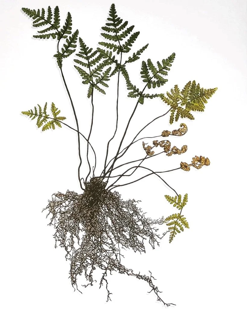 Pentagramma Triangularis.JPG