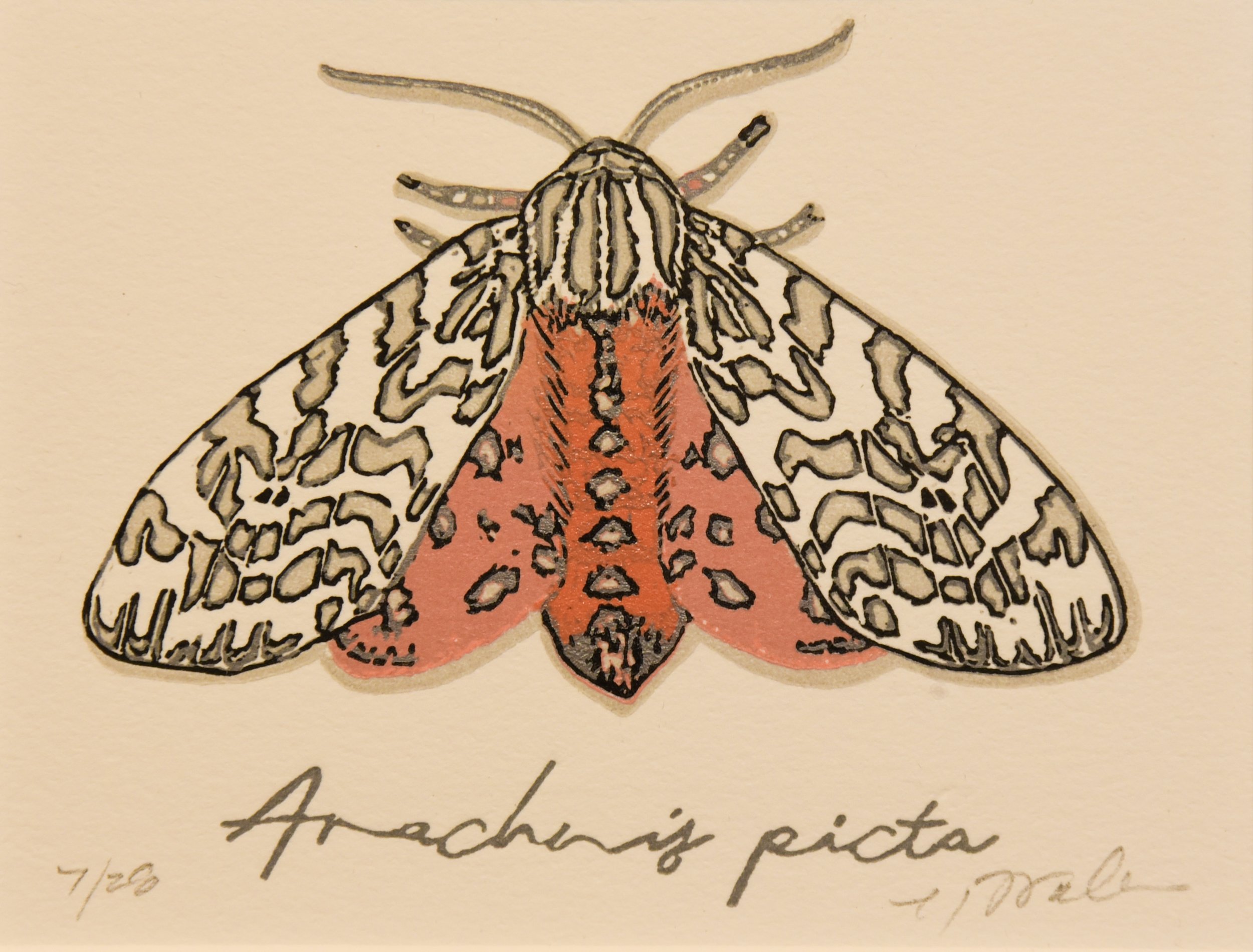 Arachnis Picta.jpg