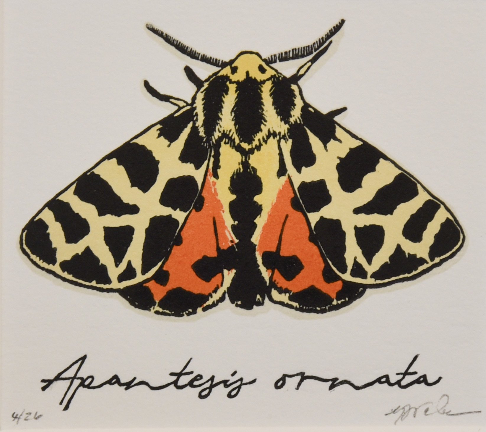 Apantesis Ornata (1).jpg