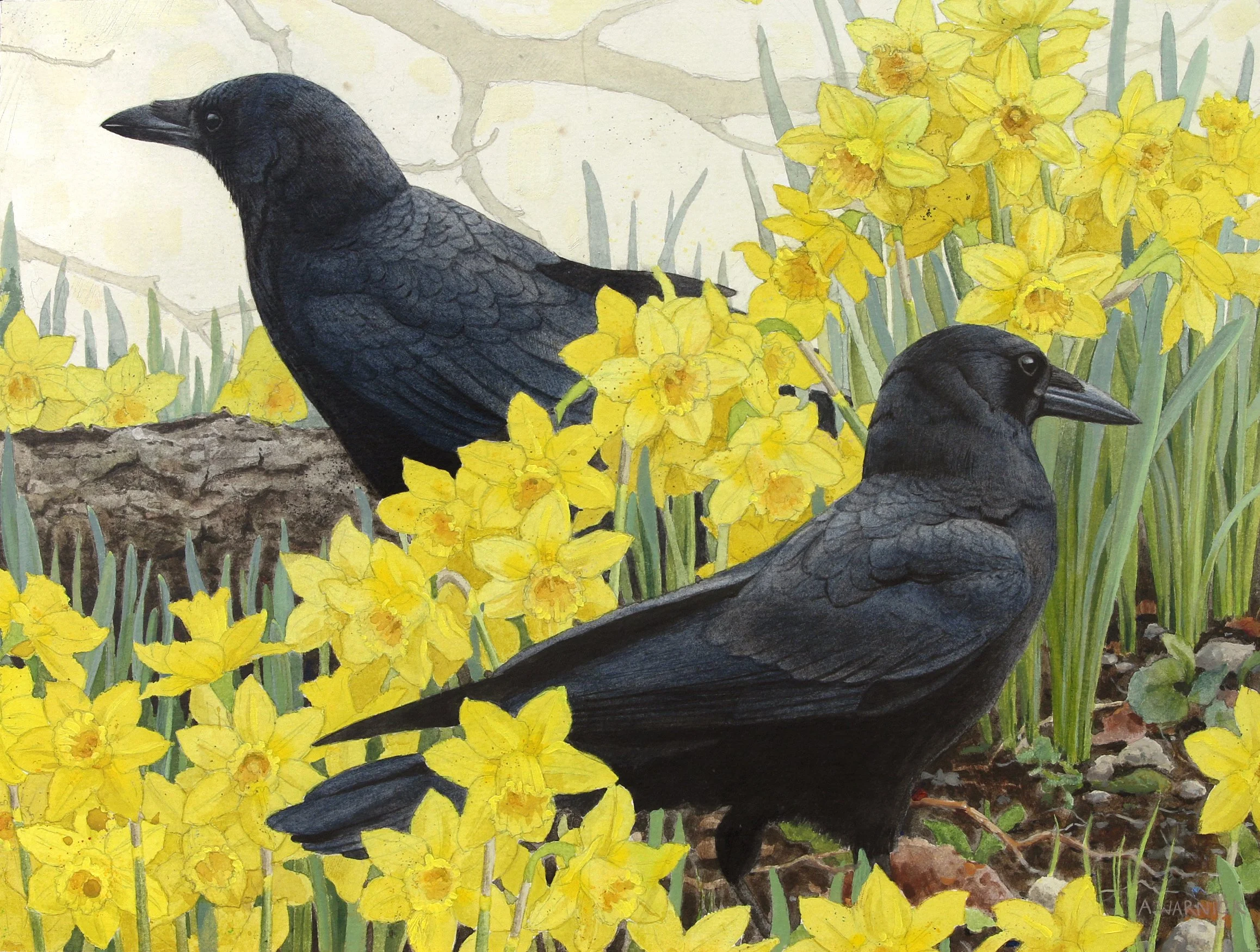 American Crows and Daffodils.jpg
