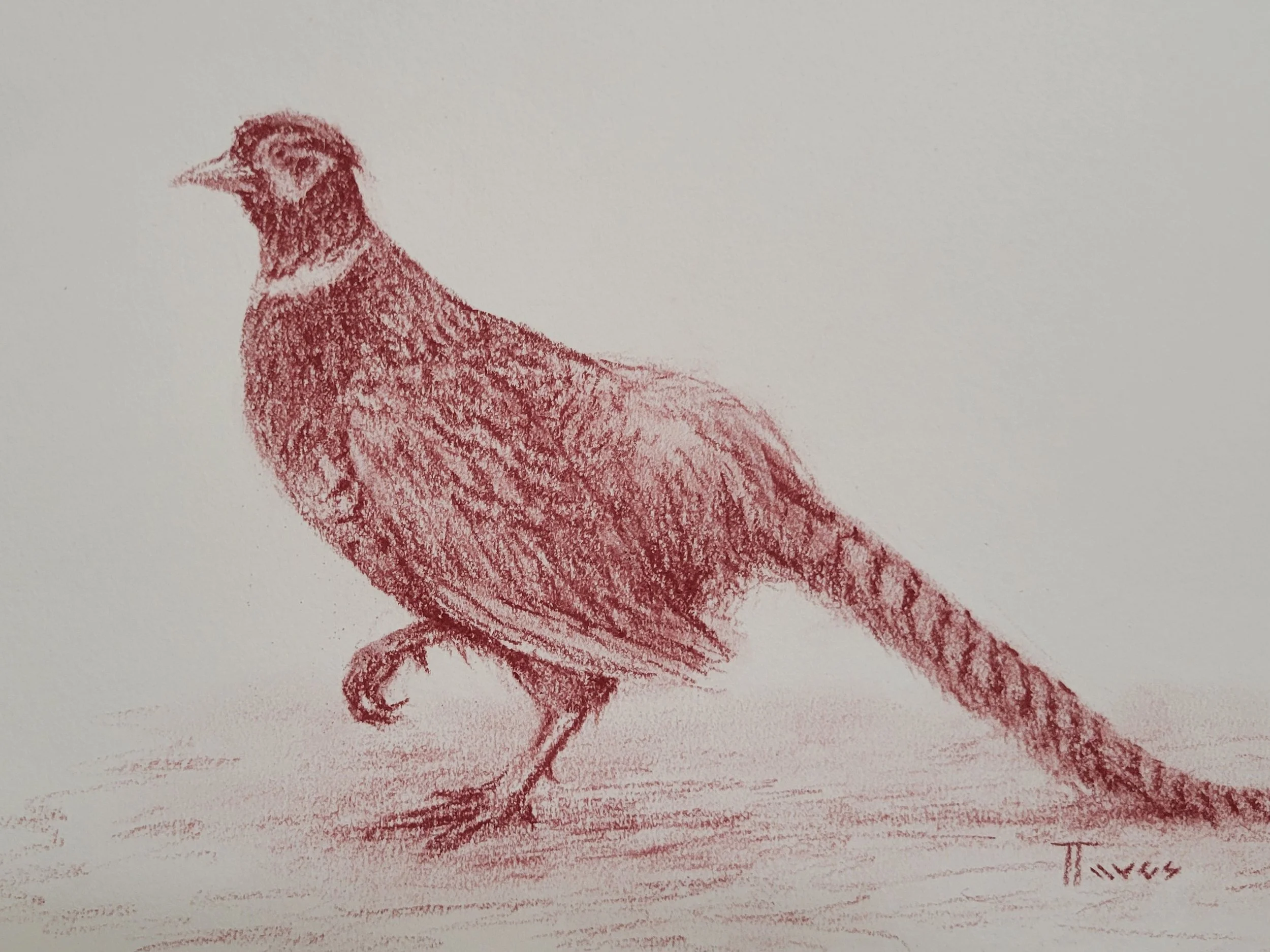 TTaves Pheasant 6x8.jpg