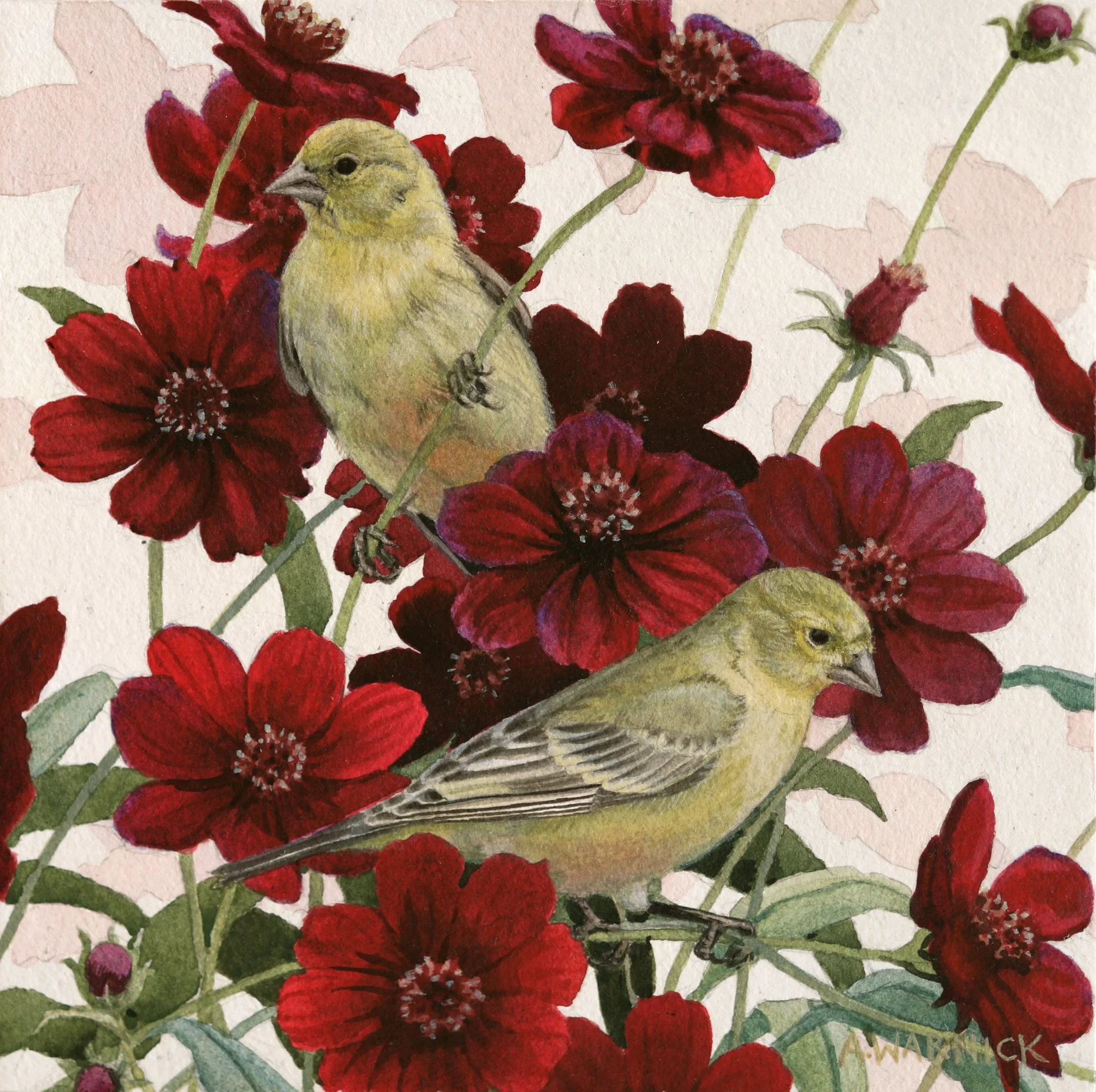 Lesser Goldfinches and Chocolate Cosmos.jpg