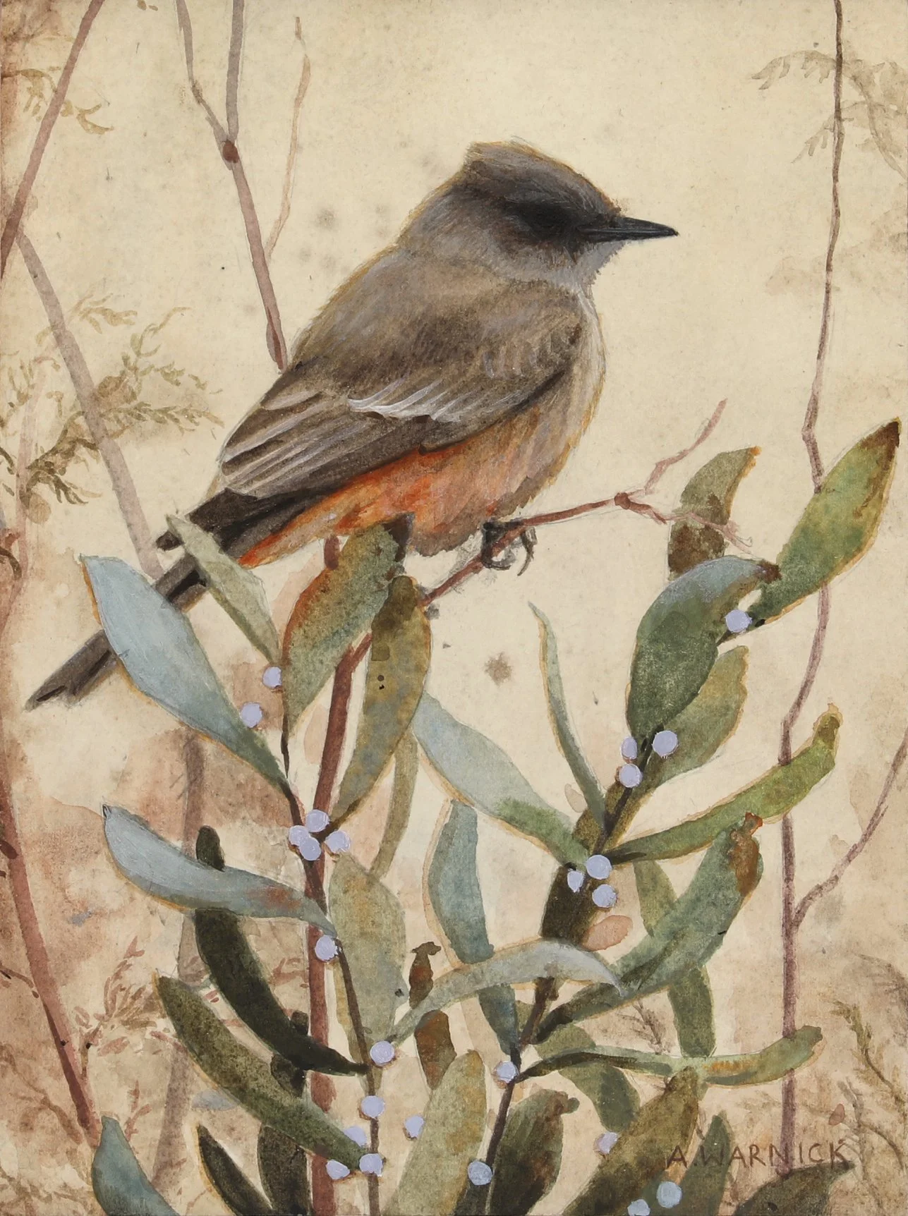 Say's Phoebe.jpg