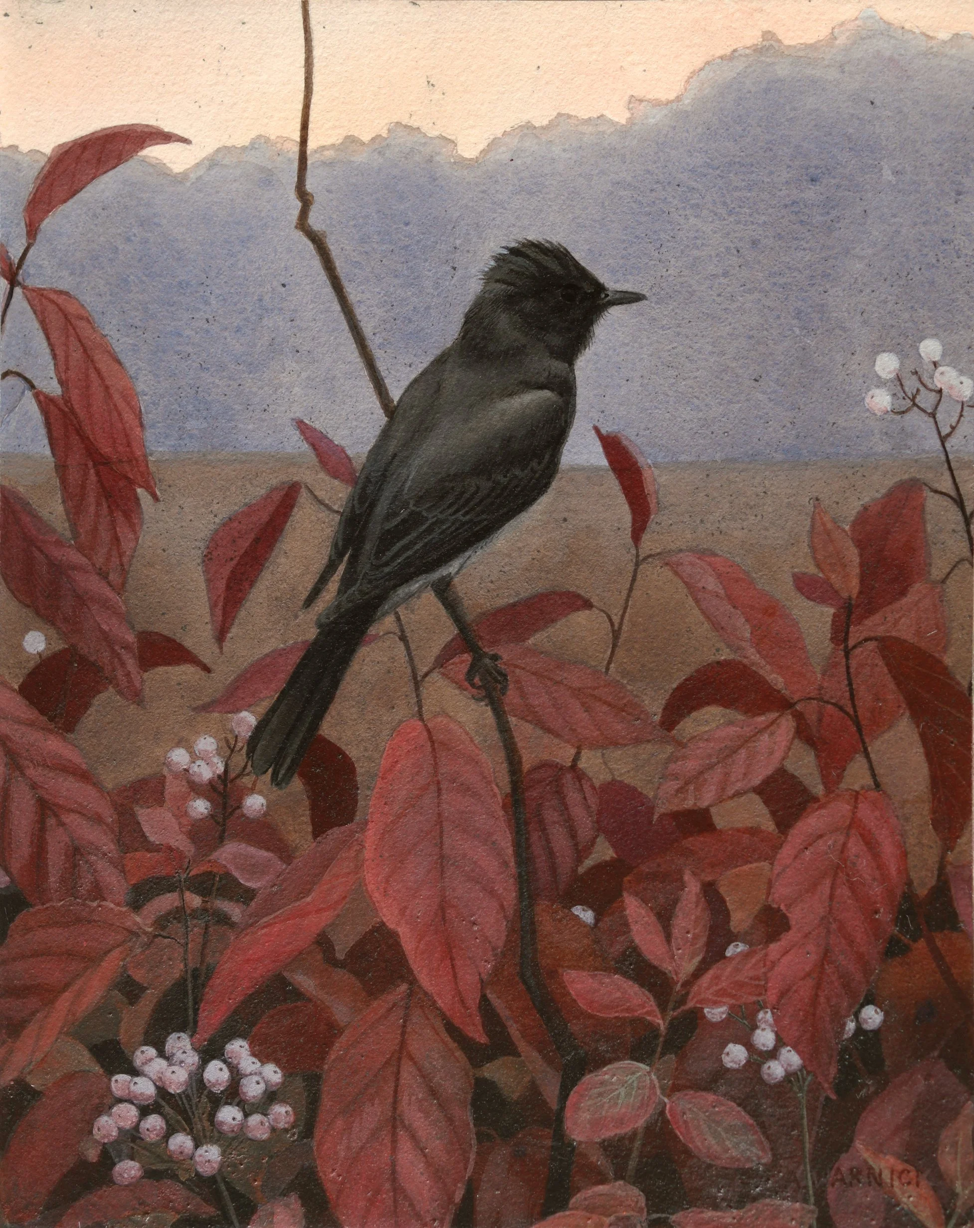 Black Phoebe and Red Osier Dogwood.jpg