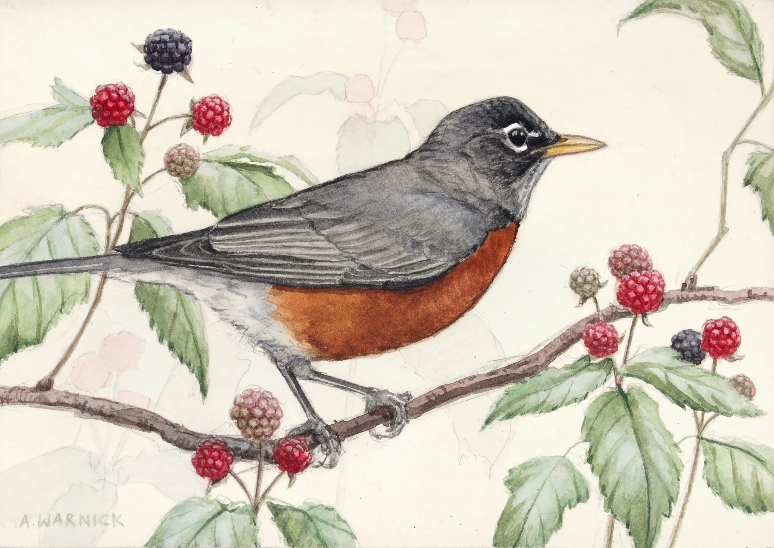 American Robin.jpg