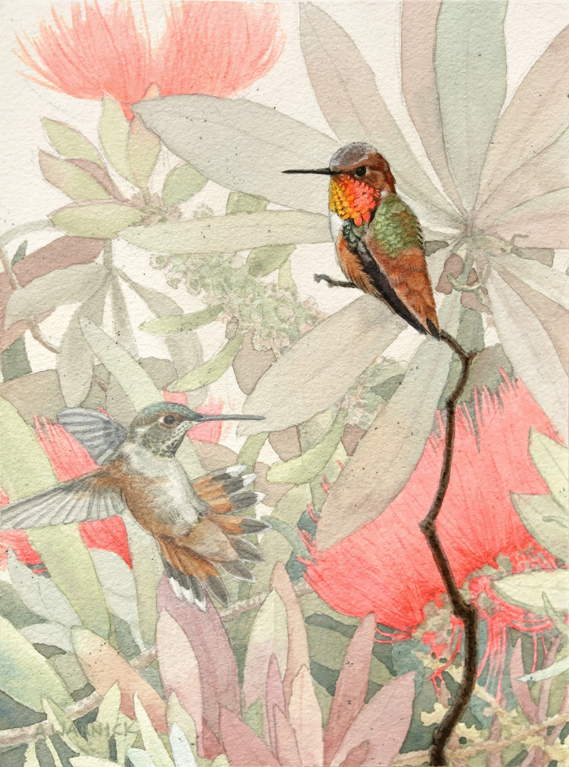 Allen's Hummingbird and Bottle Brush.jpg