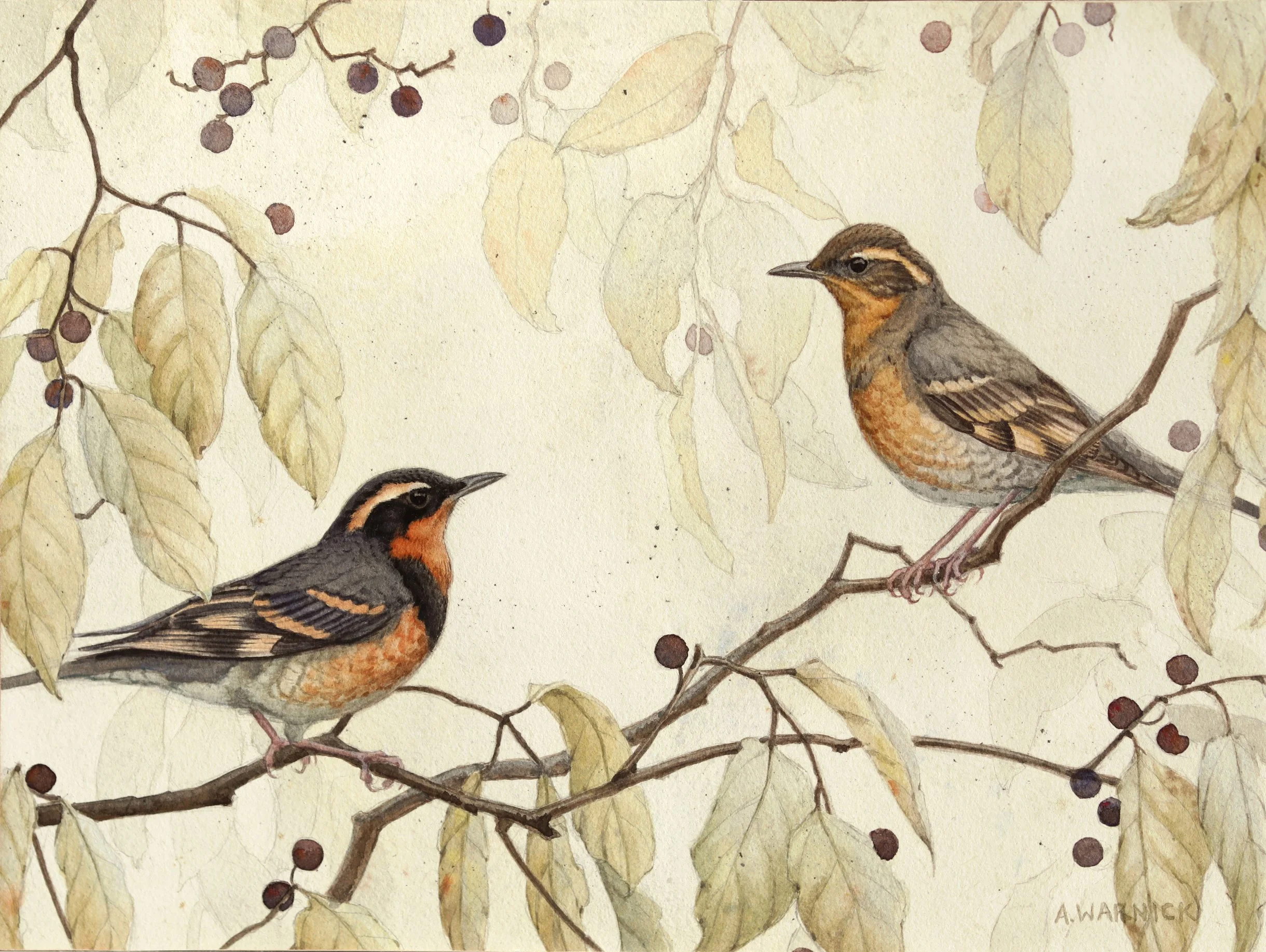 Varied Thrushes and Hackberry.jpg