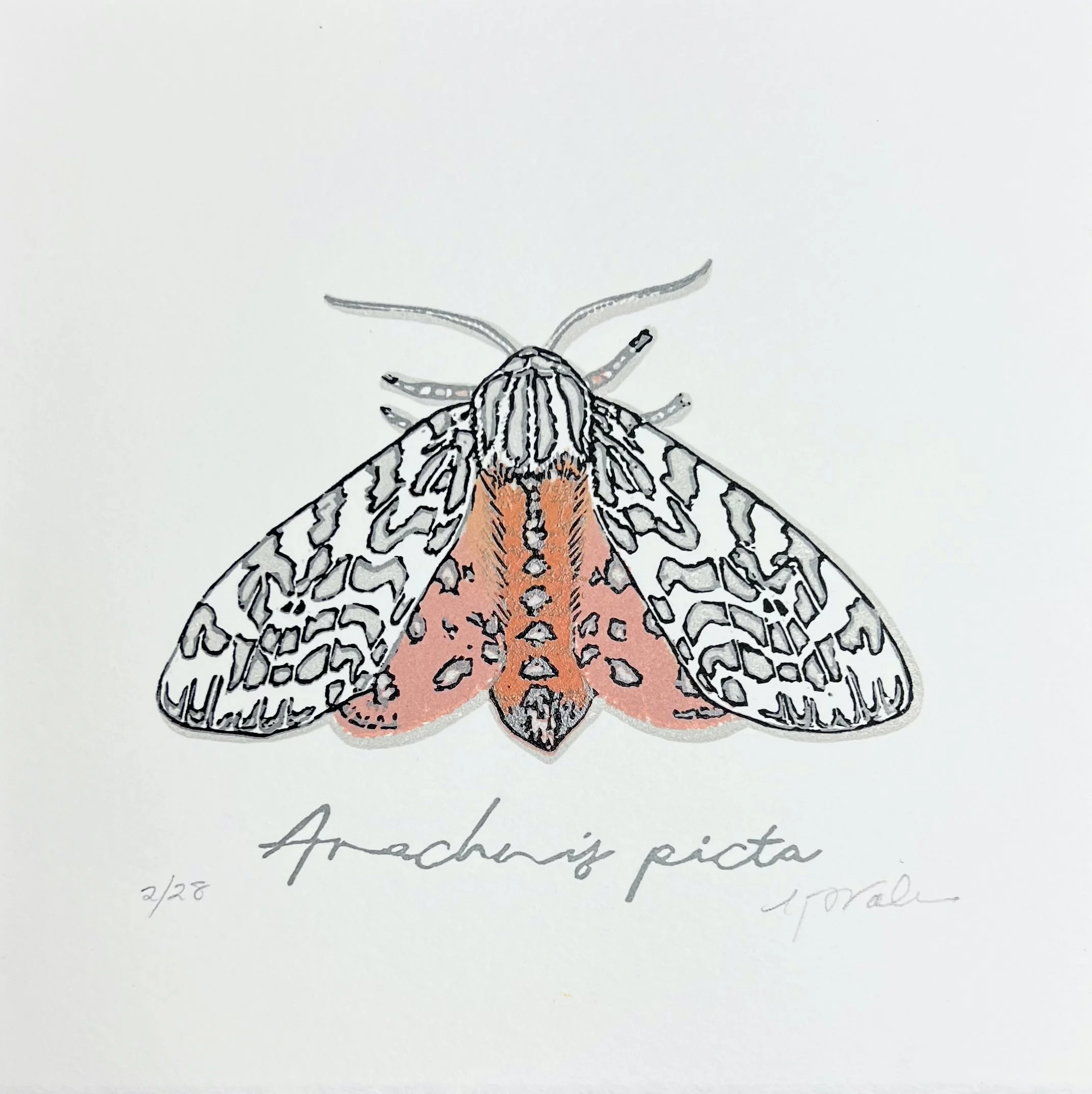 Arachnis_picta_Painted Moth_3.jpg