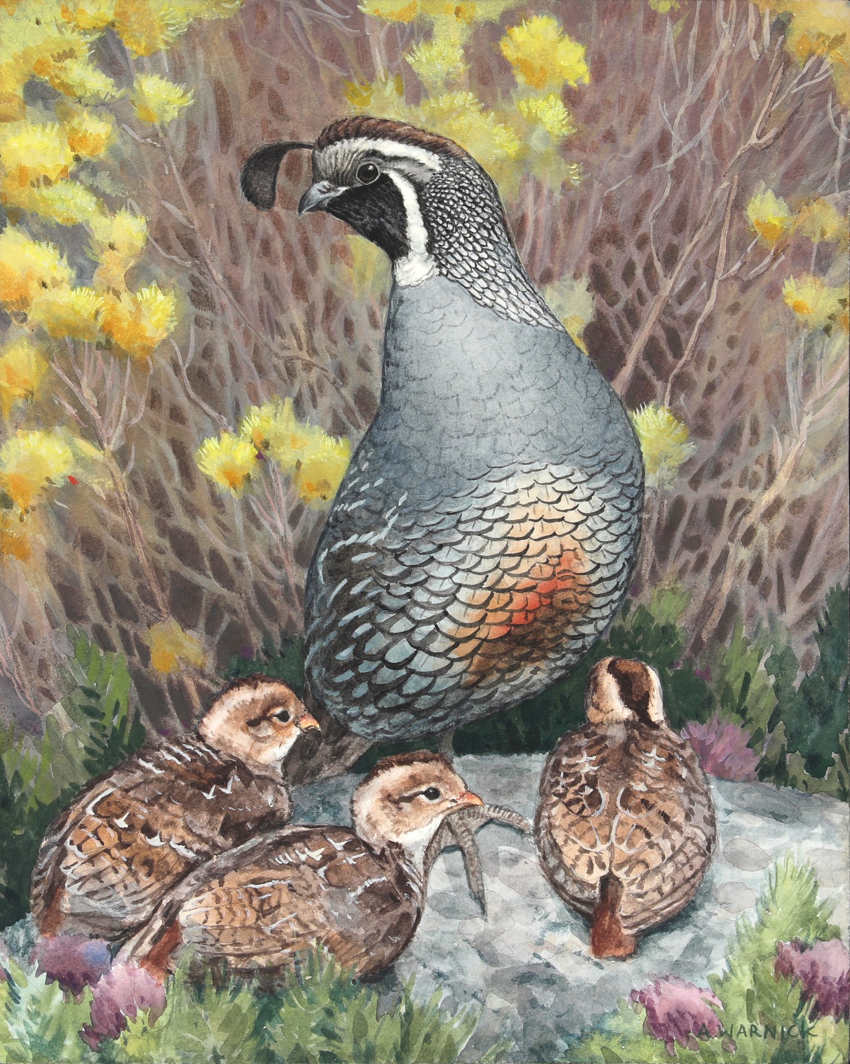 California Quail.jpg