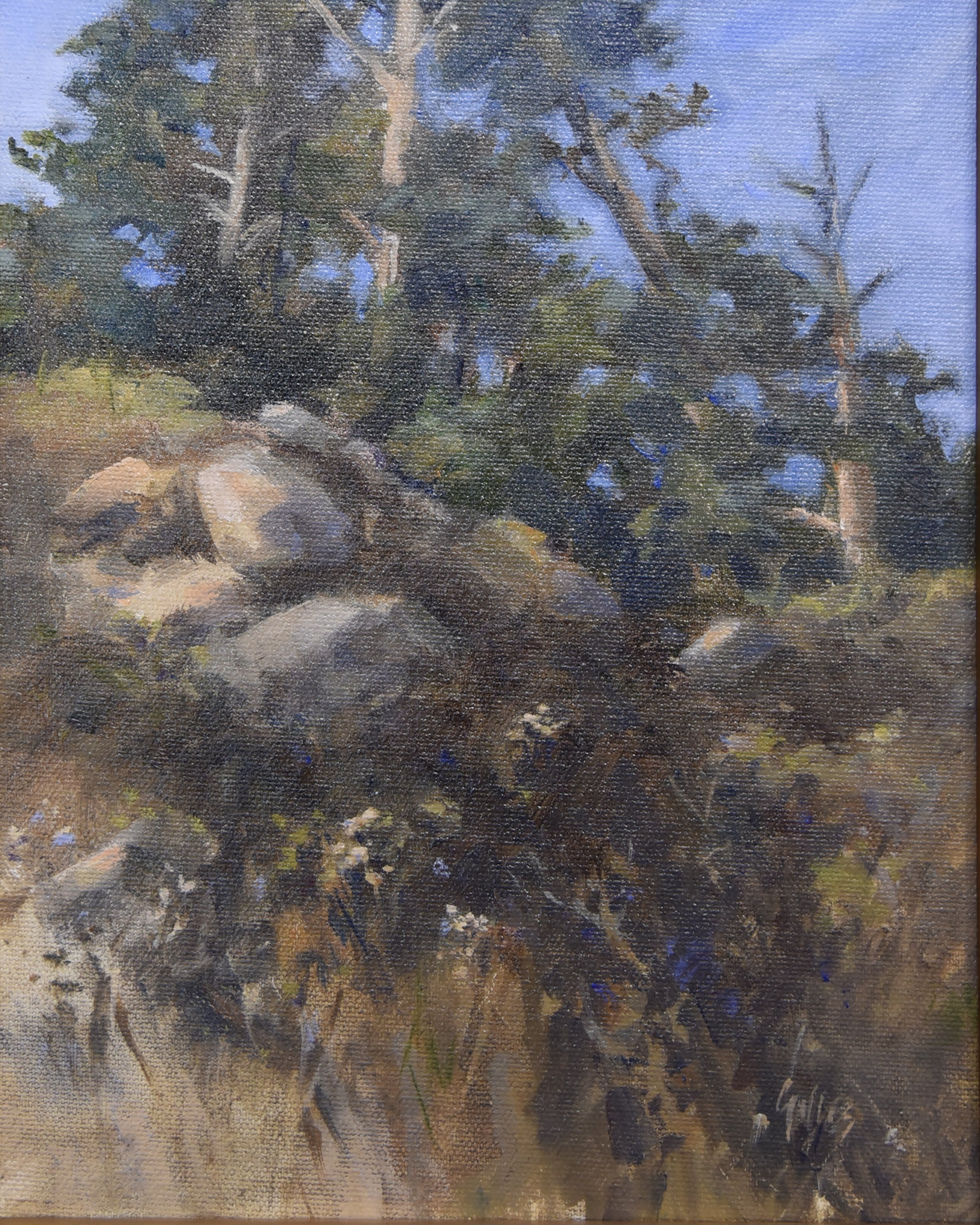 Above Whaler's Cove.jpg