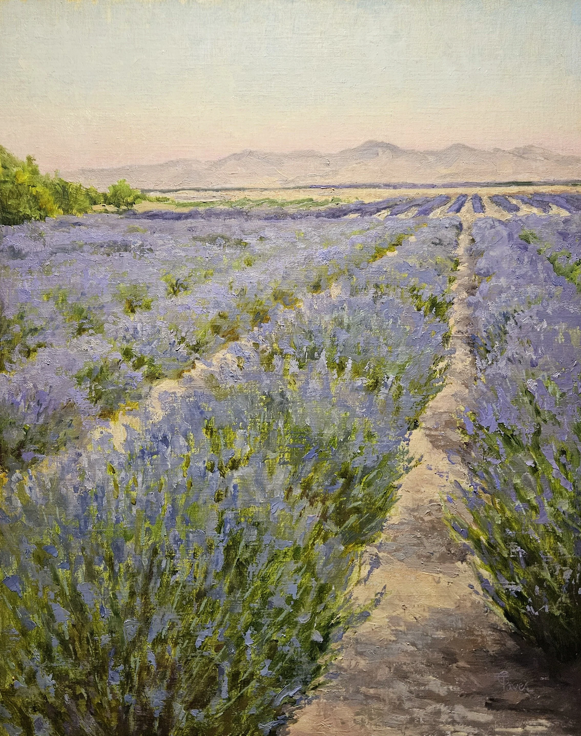 Taves Lavender Under A Warm Sky 16x20 1200 .jpg
