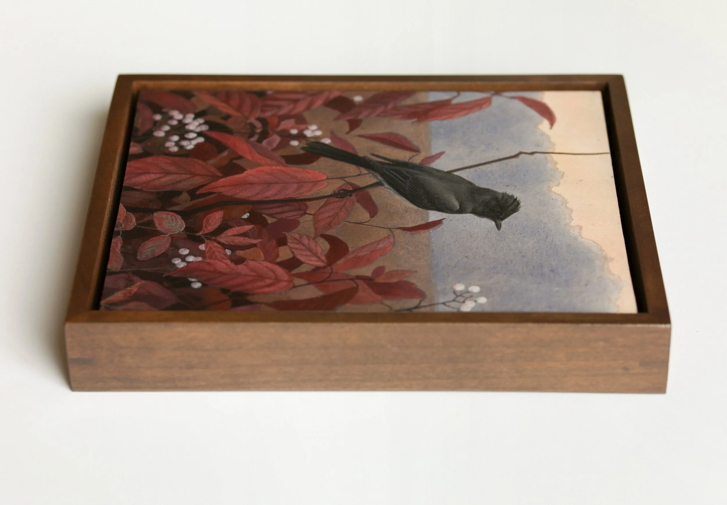 Black Phoebe- Framed.jpg