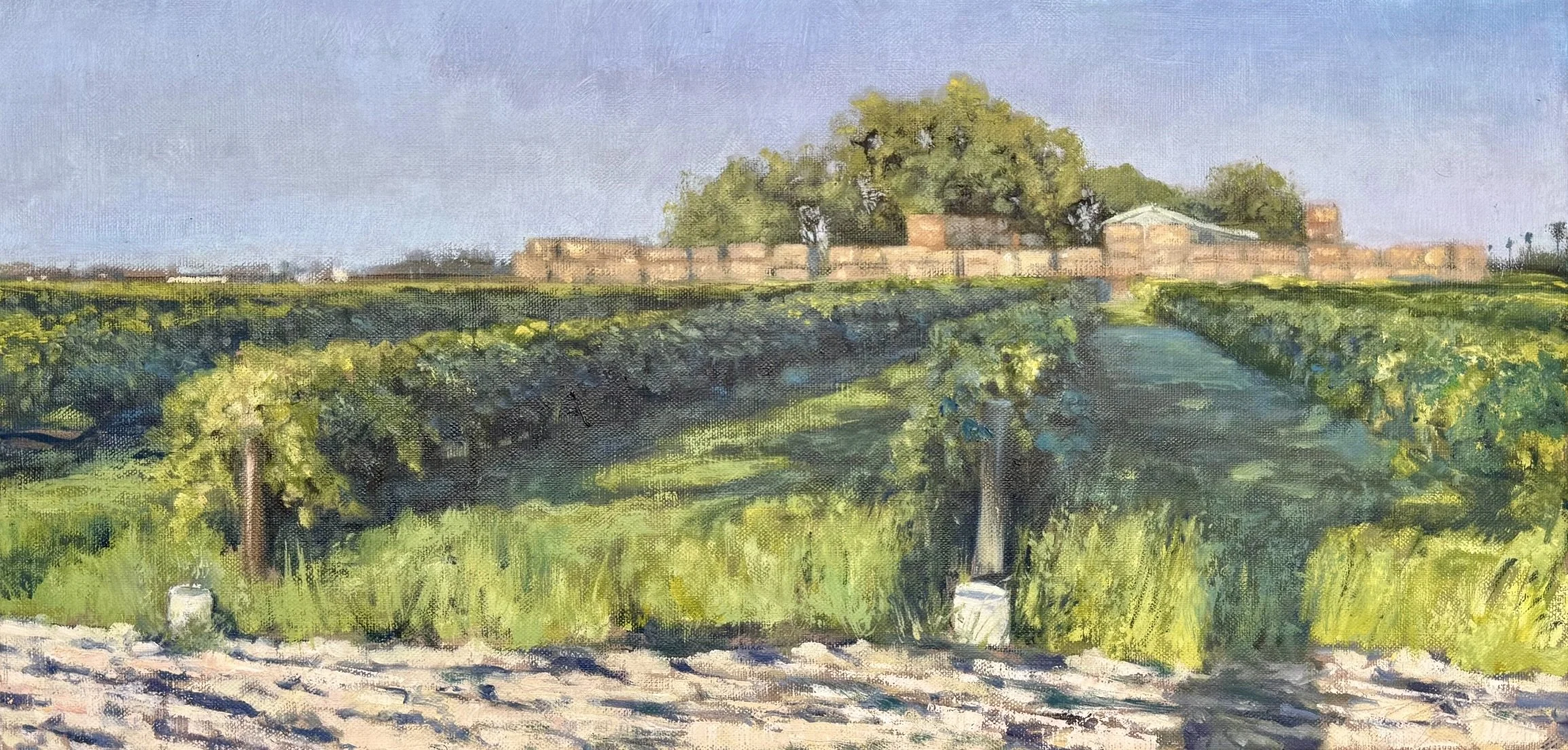 Madera Vineyard 10x20 725.jpeg