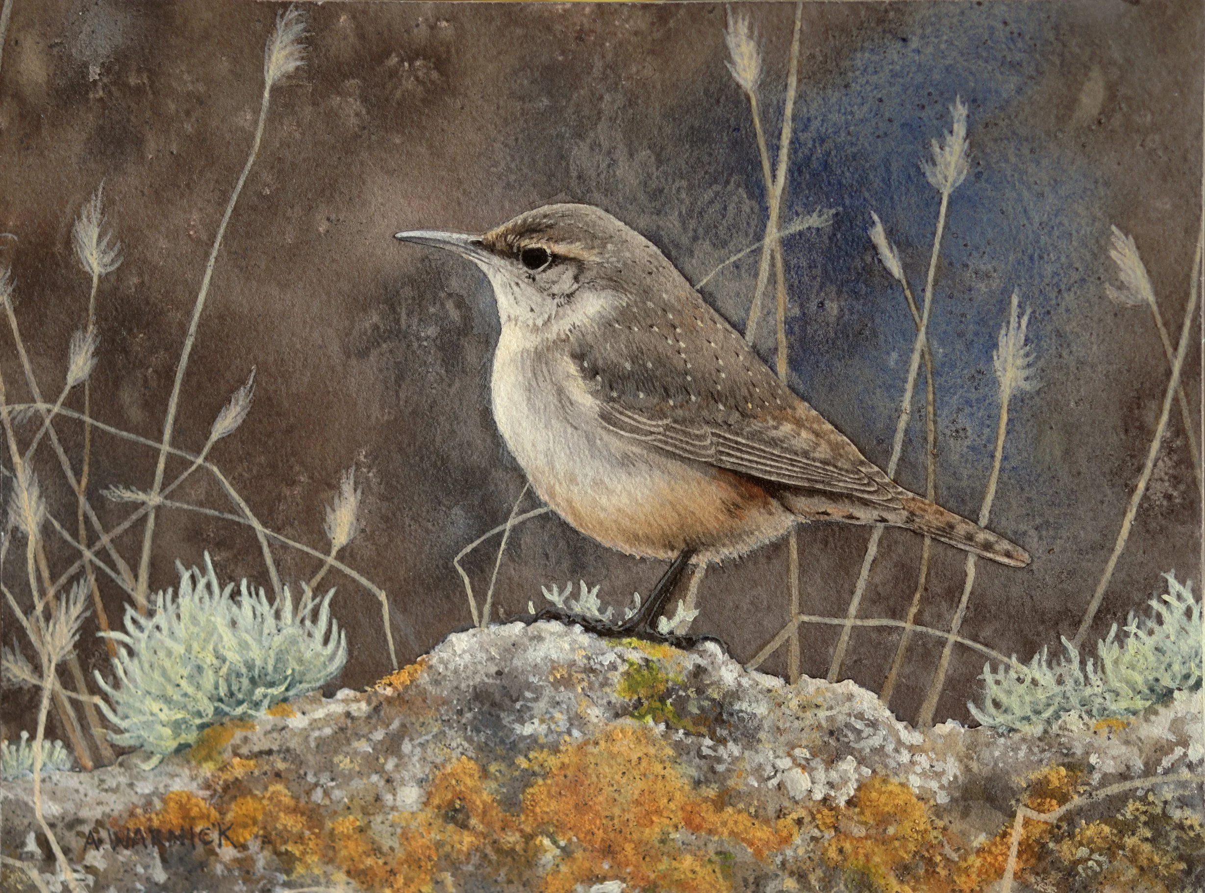 Rock Wren and Lichen.jpg