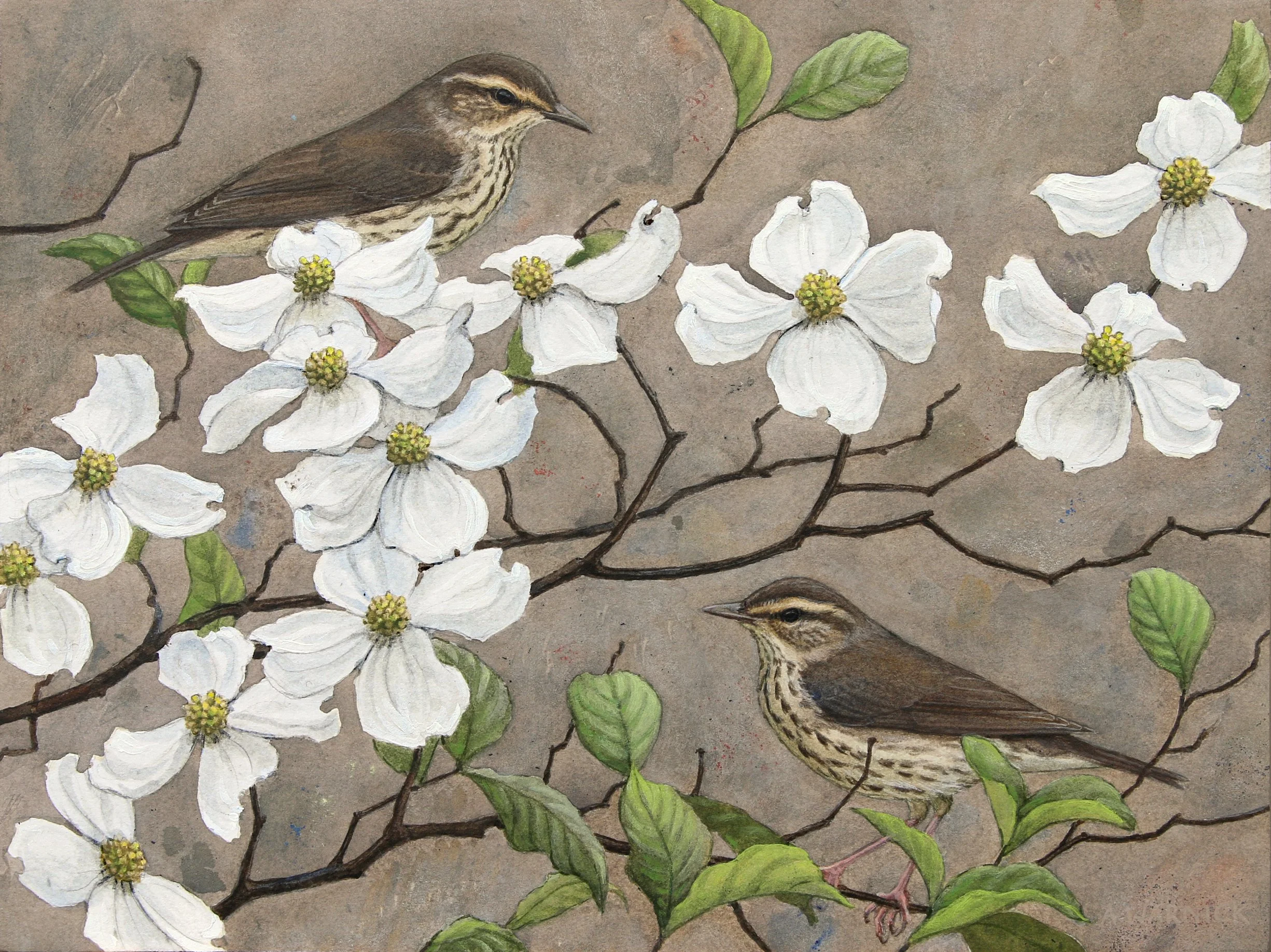 Northern Waterthrushes and Dogwood.jpg