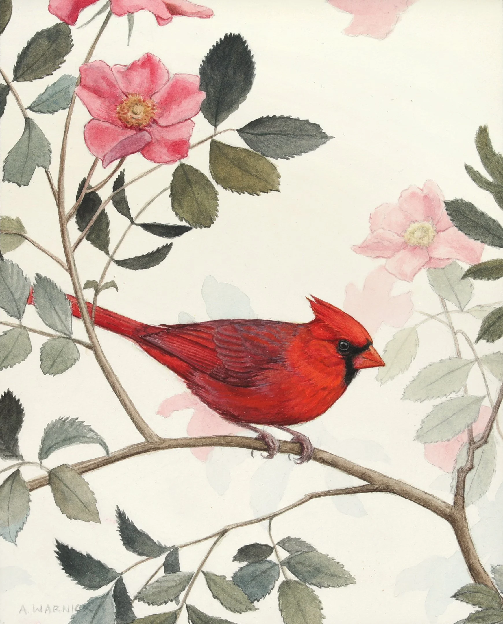 Northern Cardinal.jpg